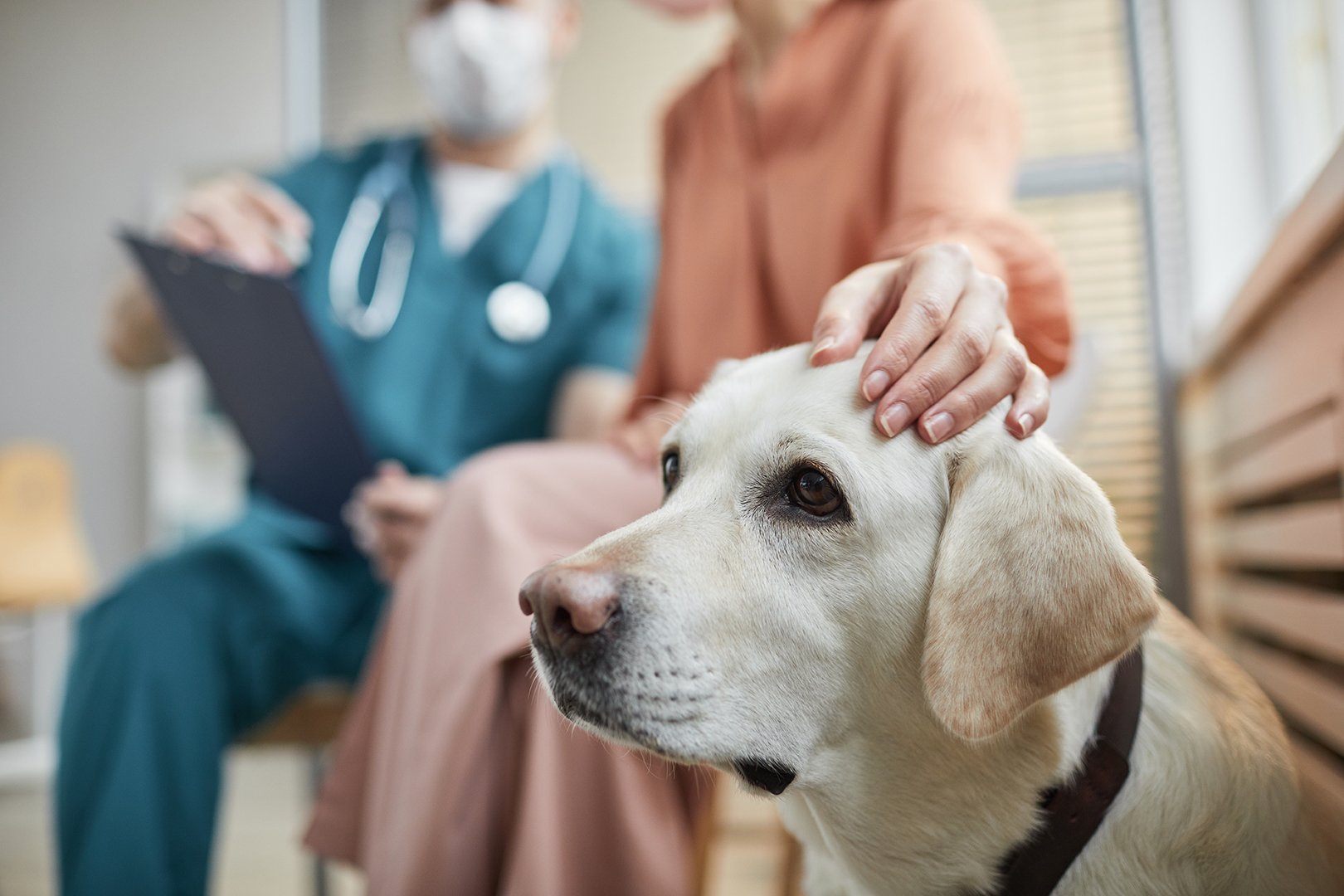 Labrador jaune avec la main de son propriétaire sur la tête