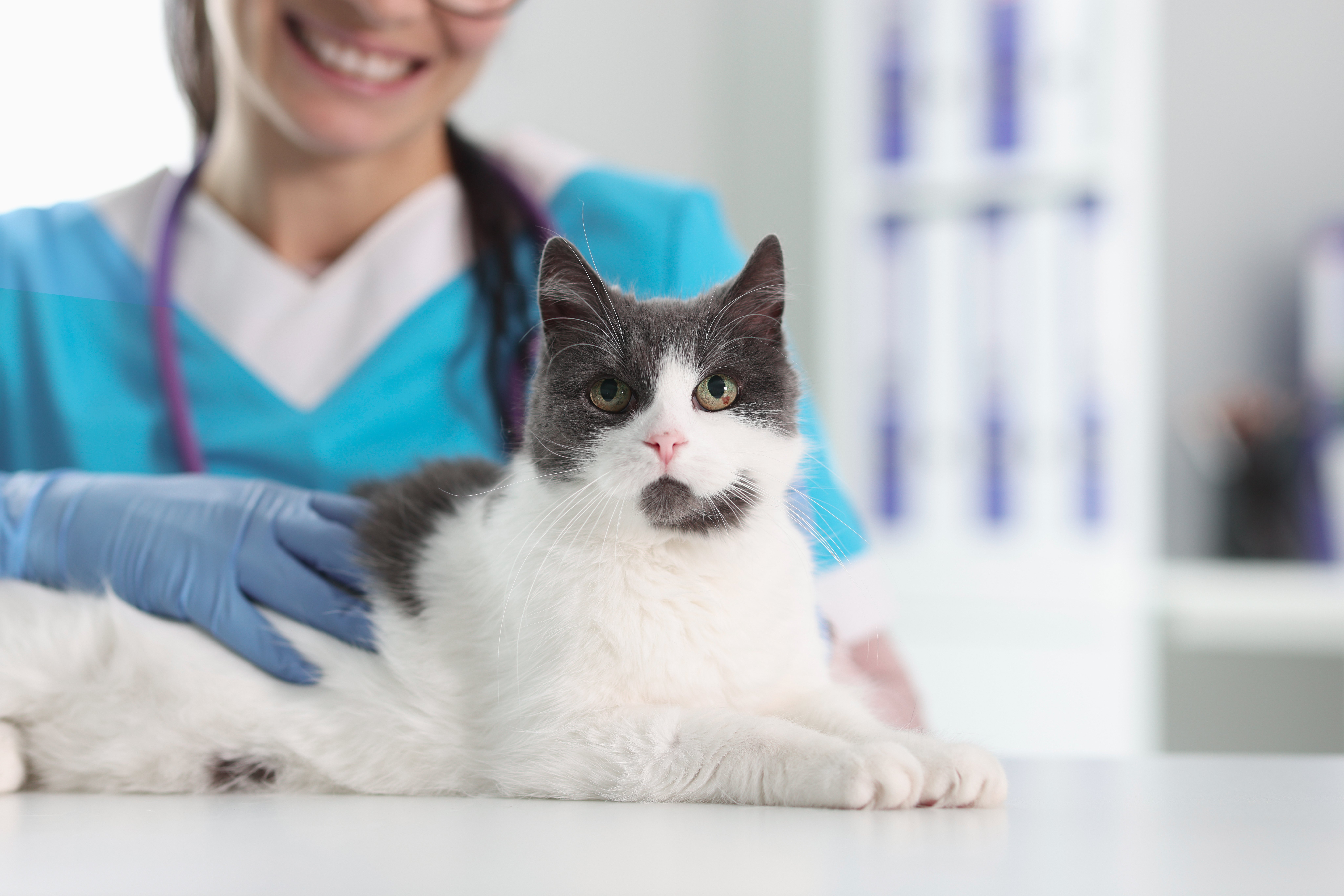 Chat à l'hôpital