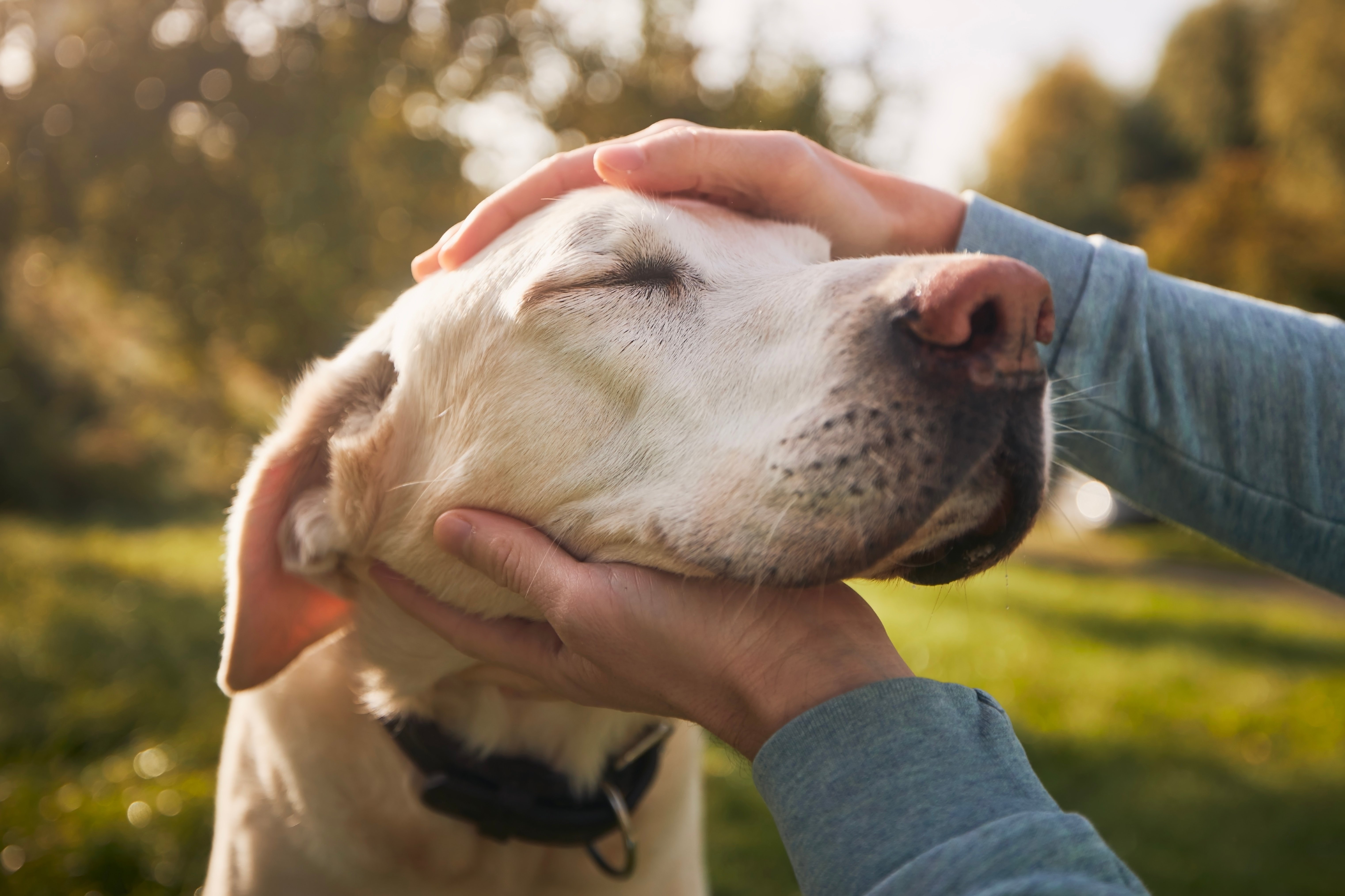 Labrador retriever being pet by its owner