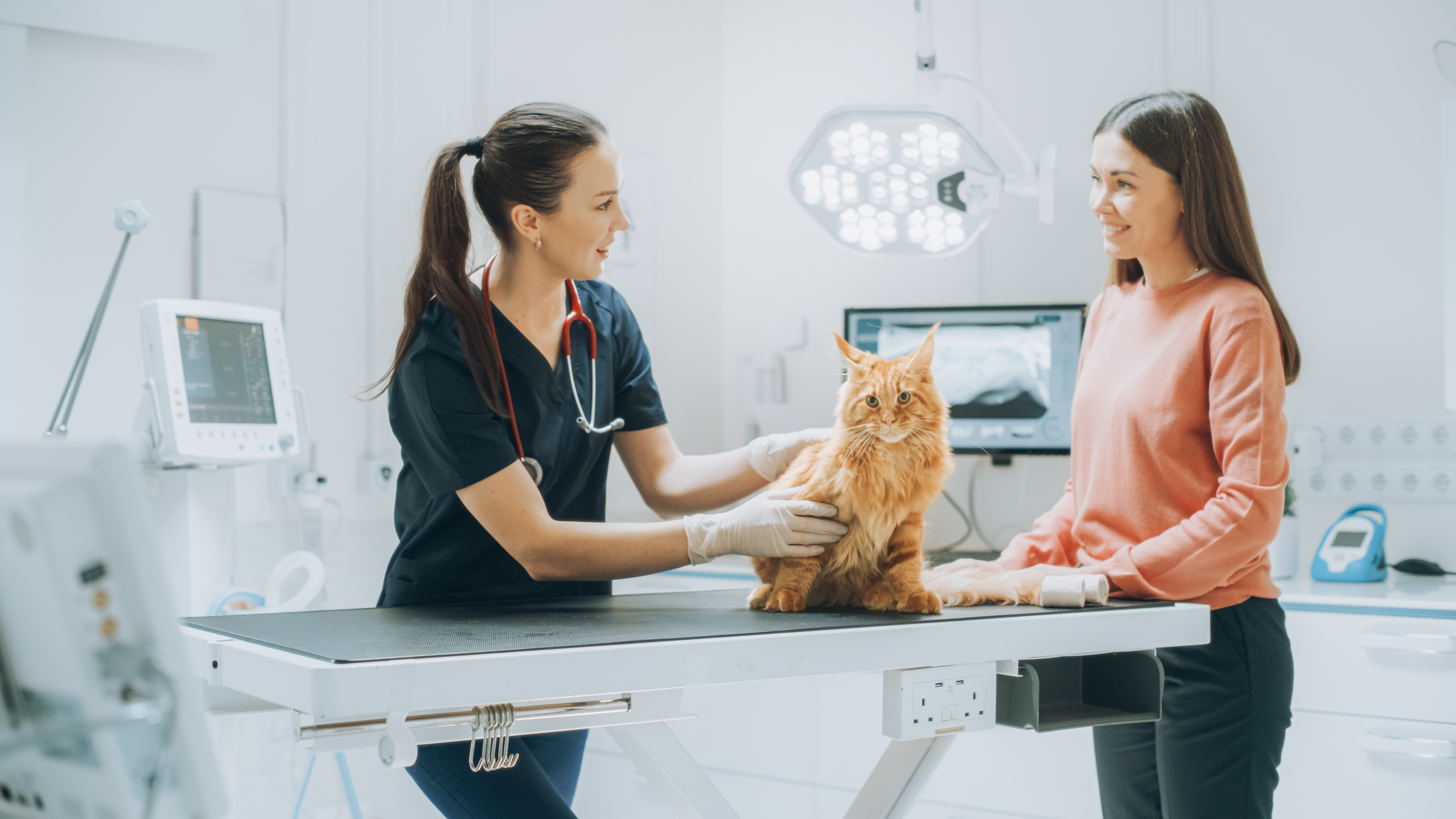 Un Maine Coon roux est assis sur la table d'examen pendant que le vétérinaire examine le chat et parle au propriétaire.