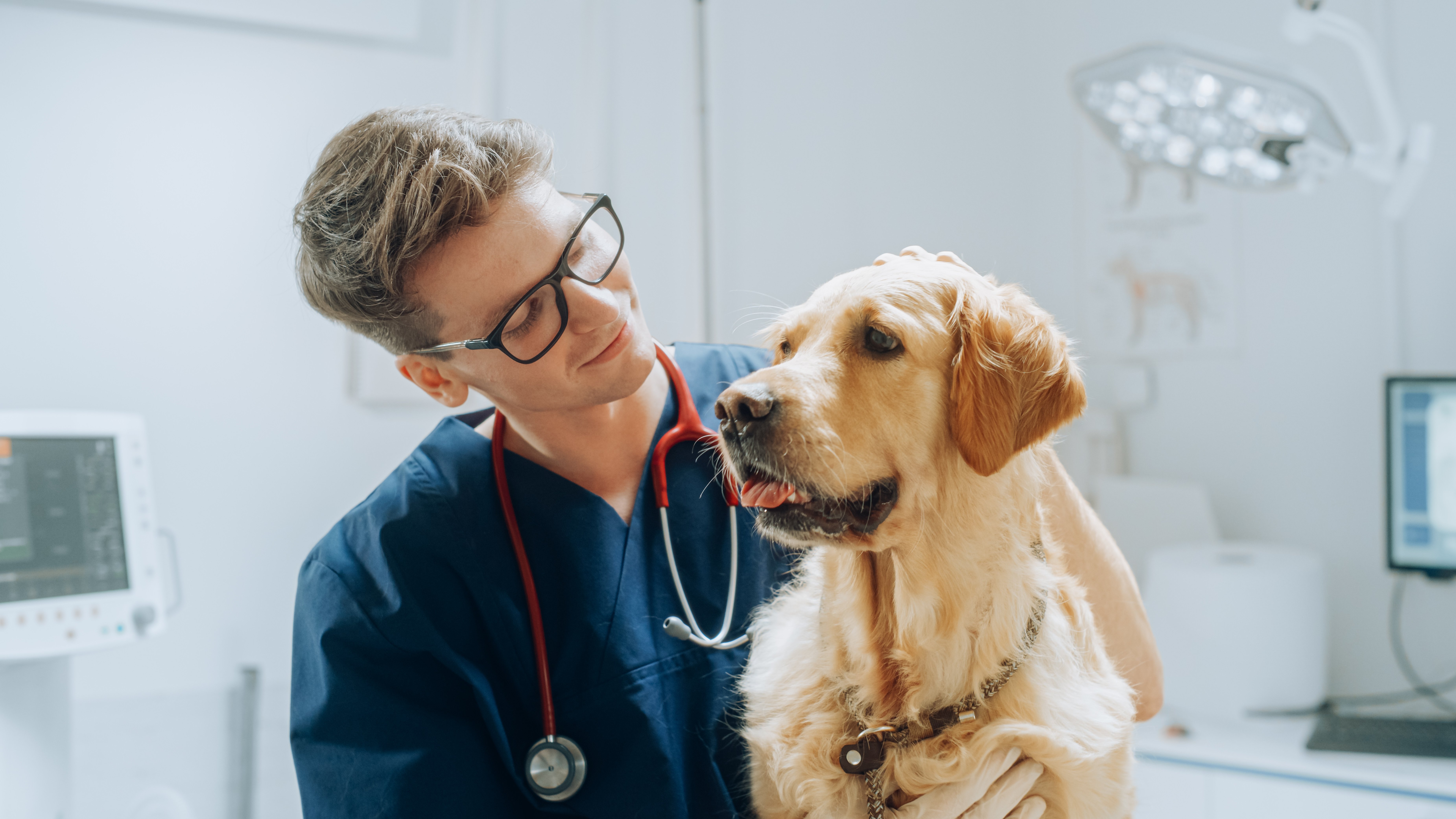 Veterinarian and a golden retriever