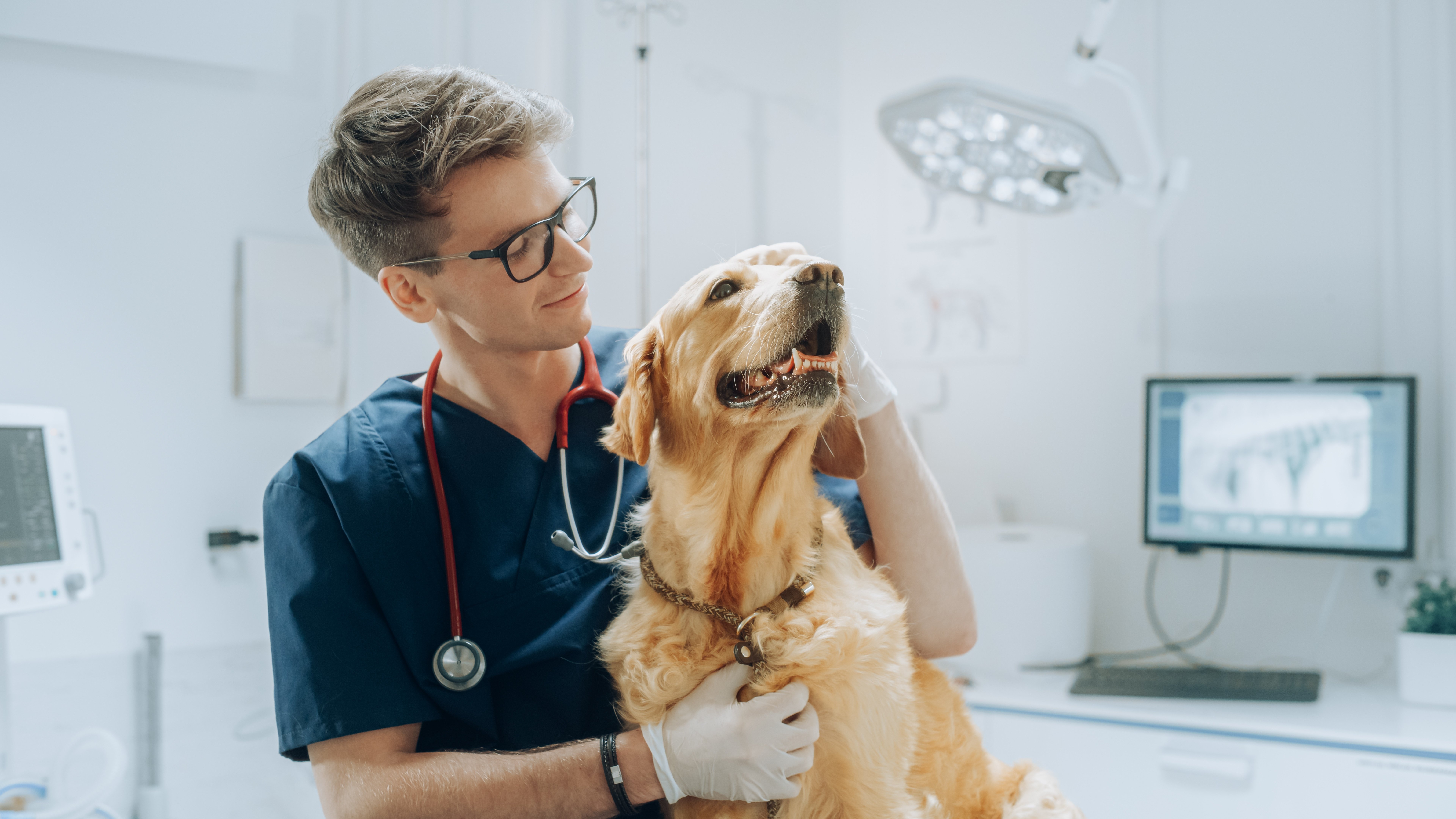 dog clinic