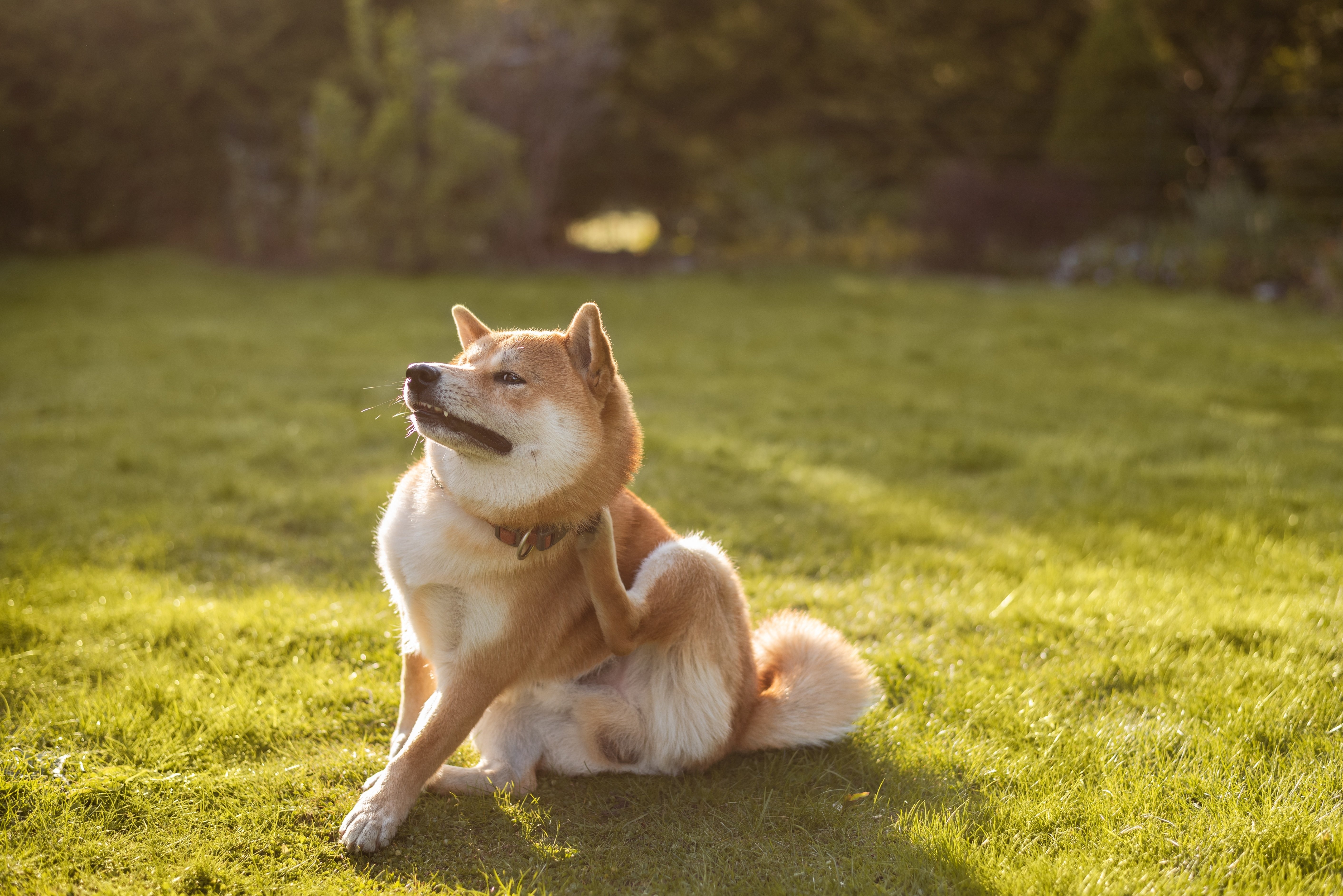 allergy in dogs