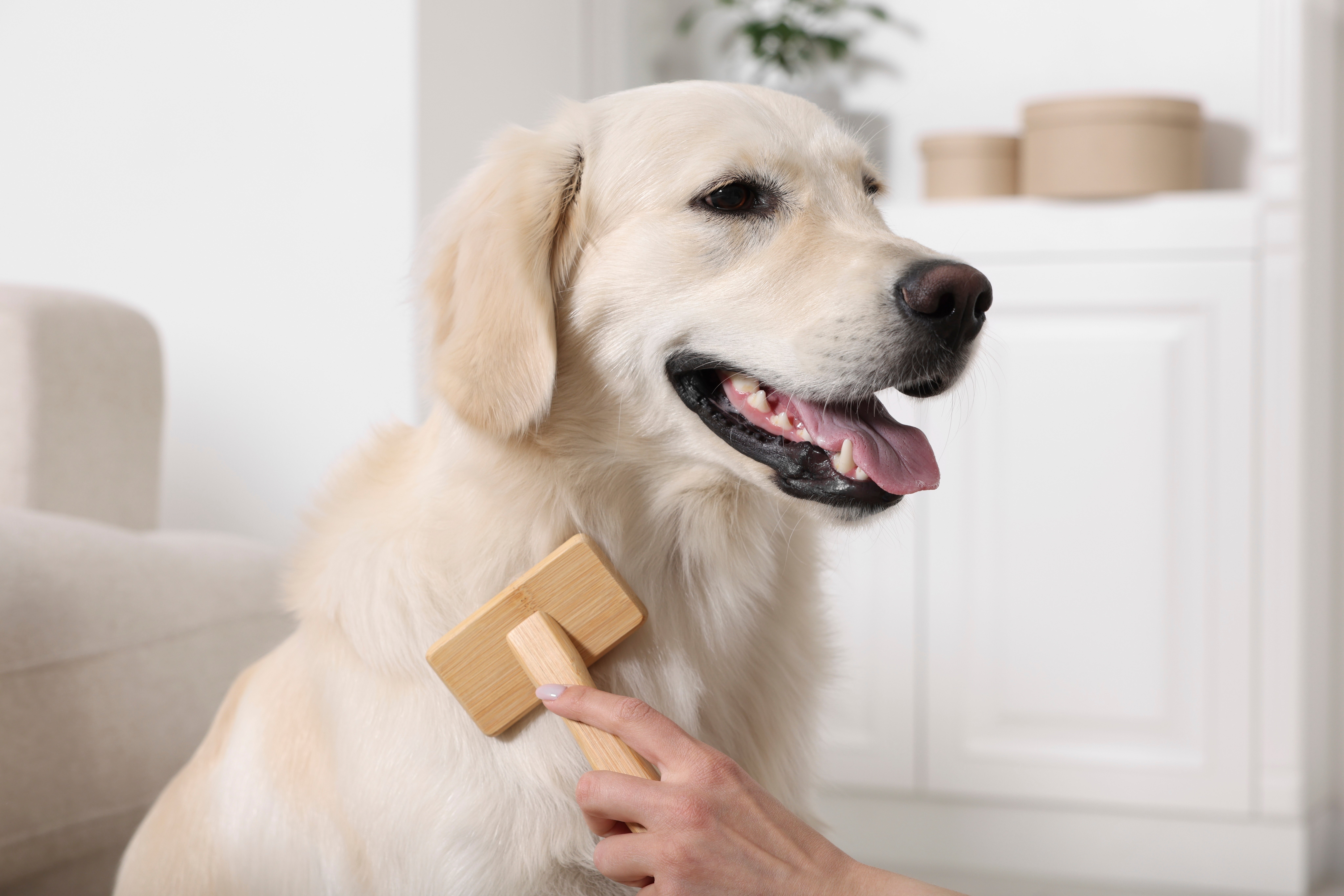 chien brossant son pelage