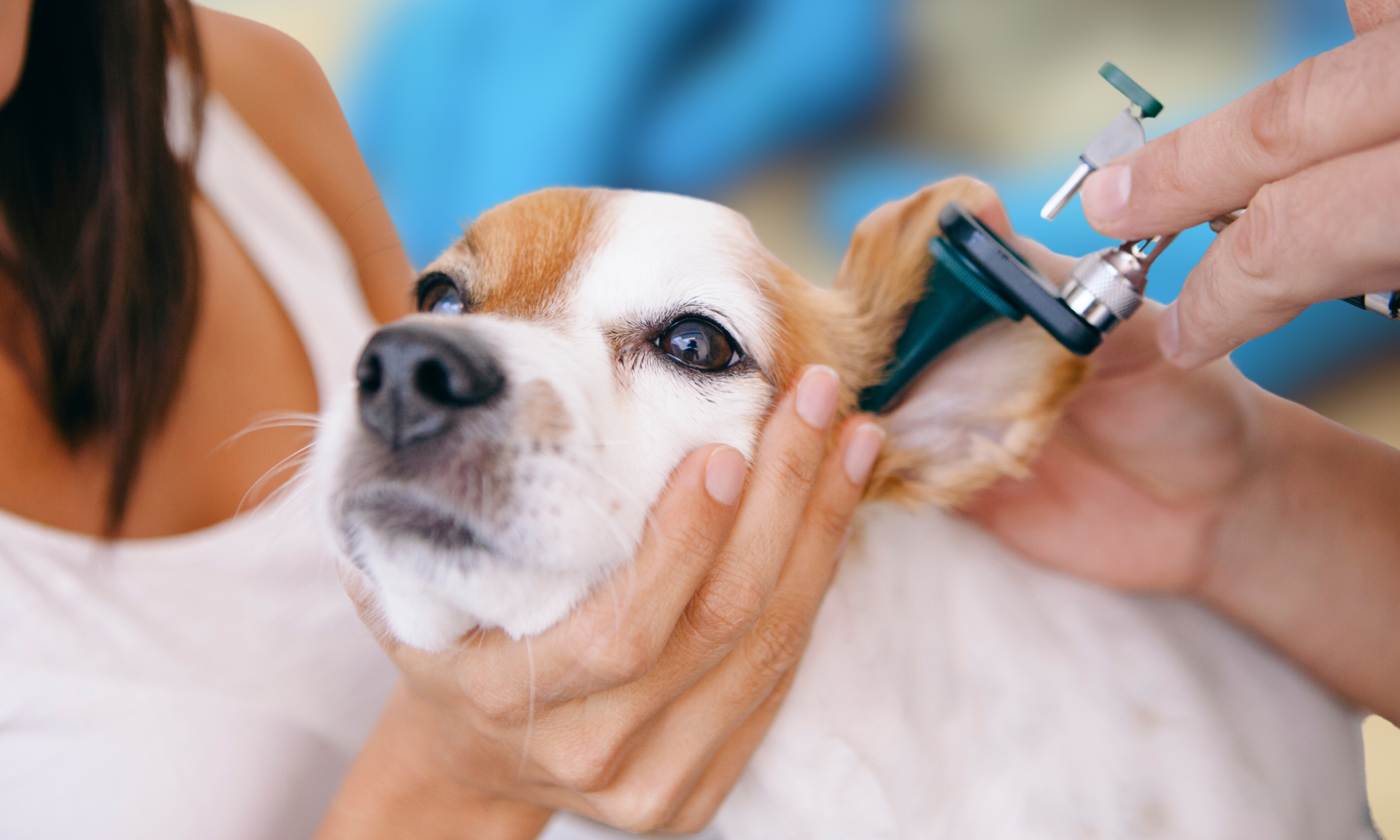 Chien se faisant examiner l'oreille