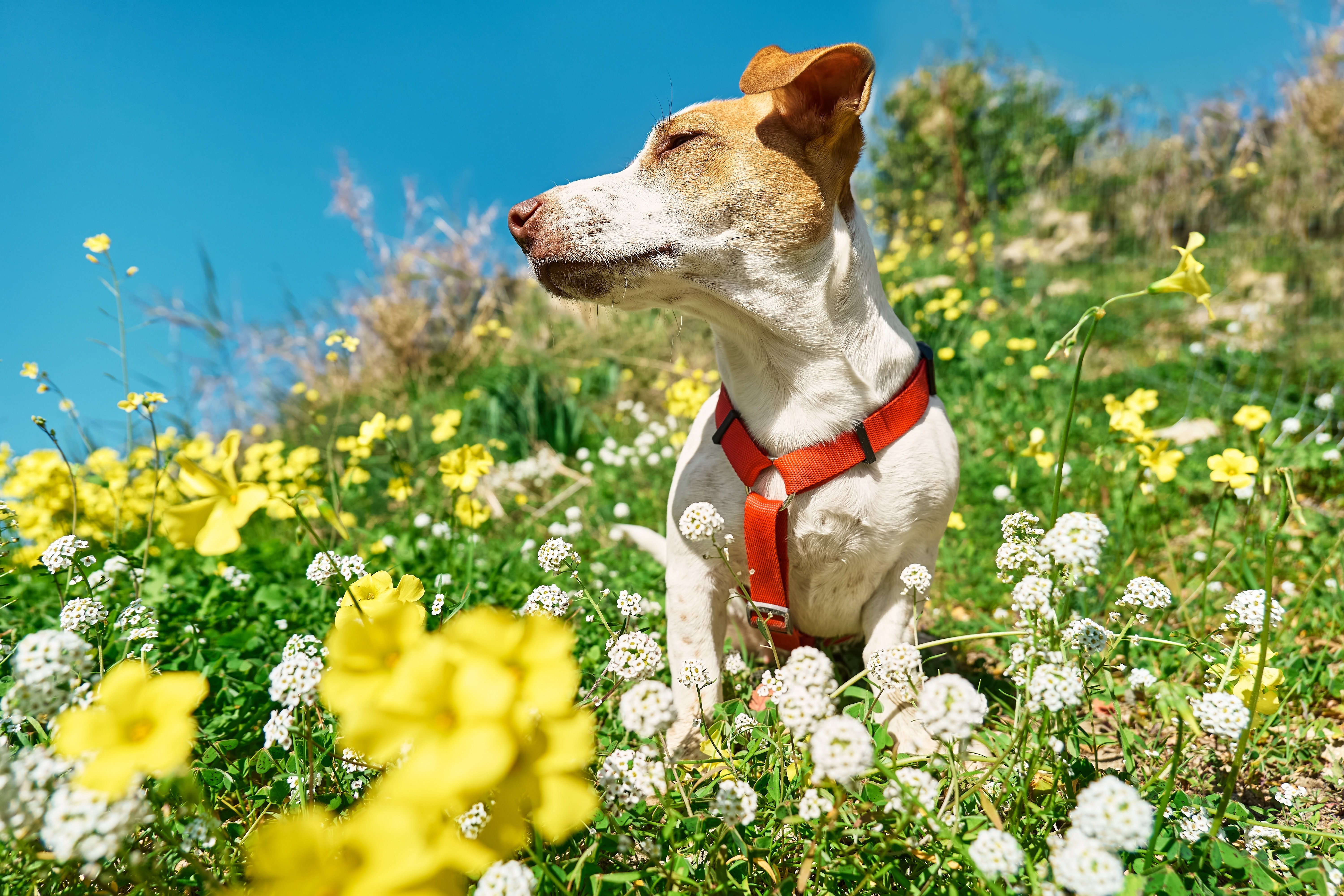 Dog sitting in a field of flowers