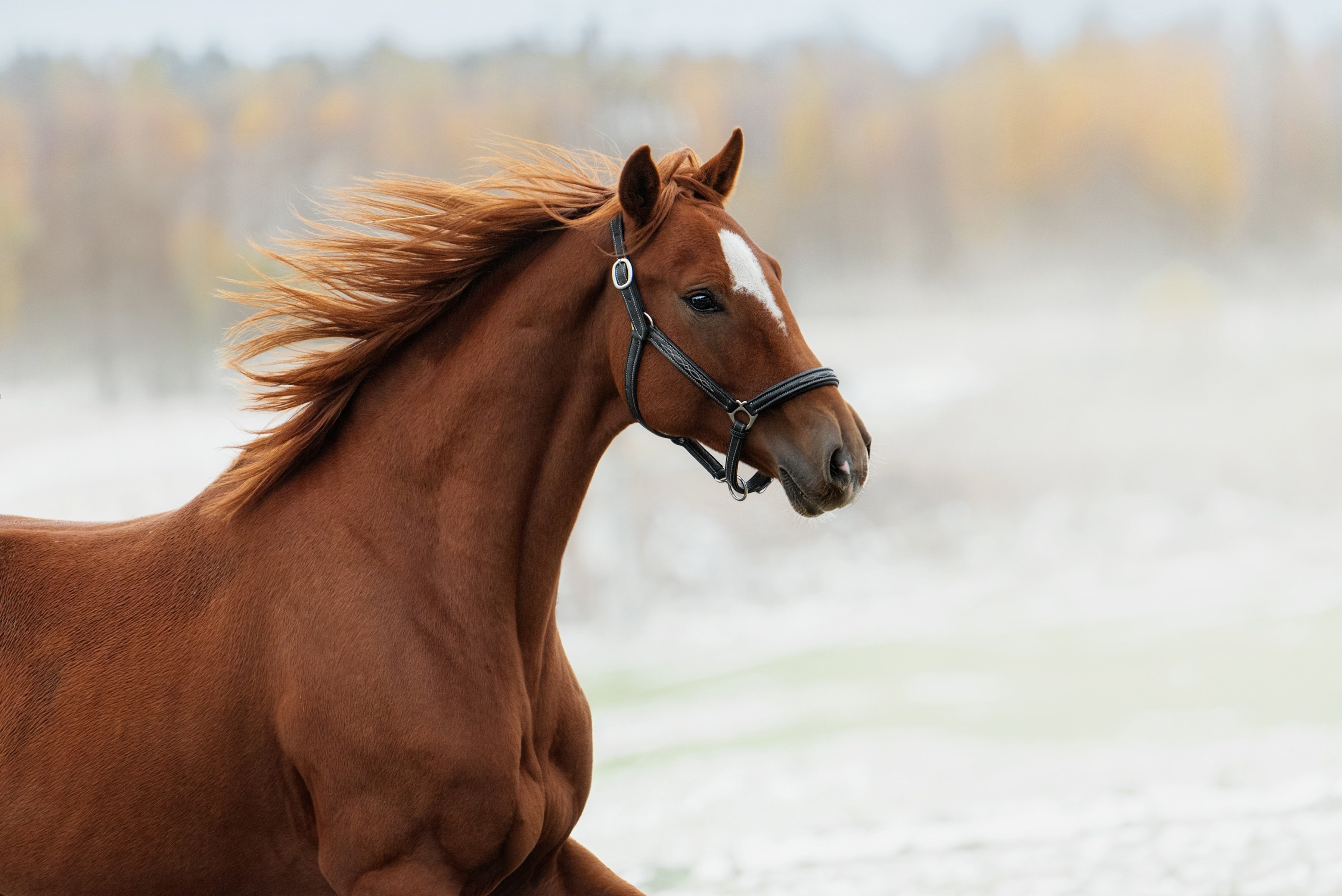 happy horse