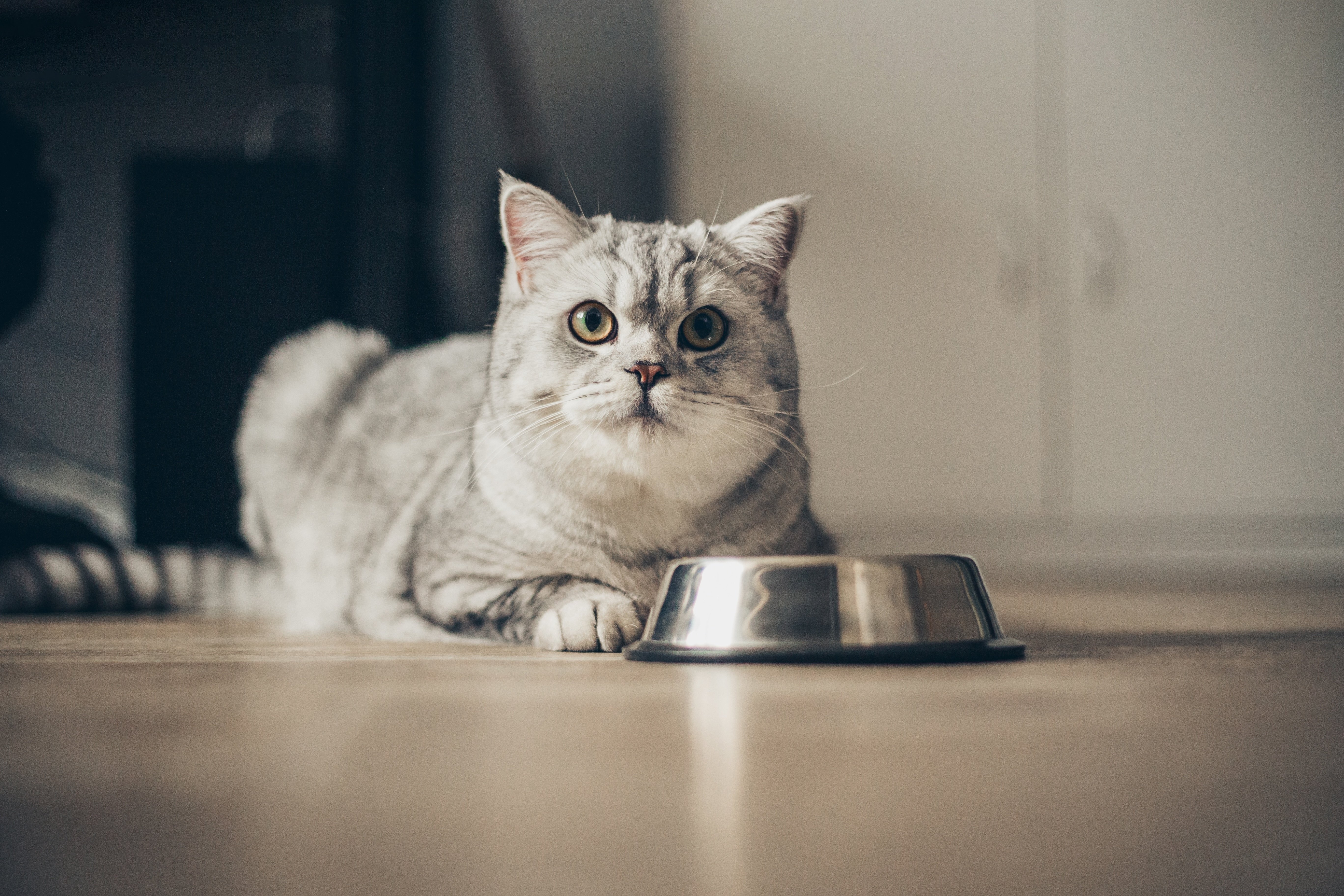 cat in front of a food bowl