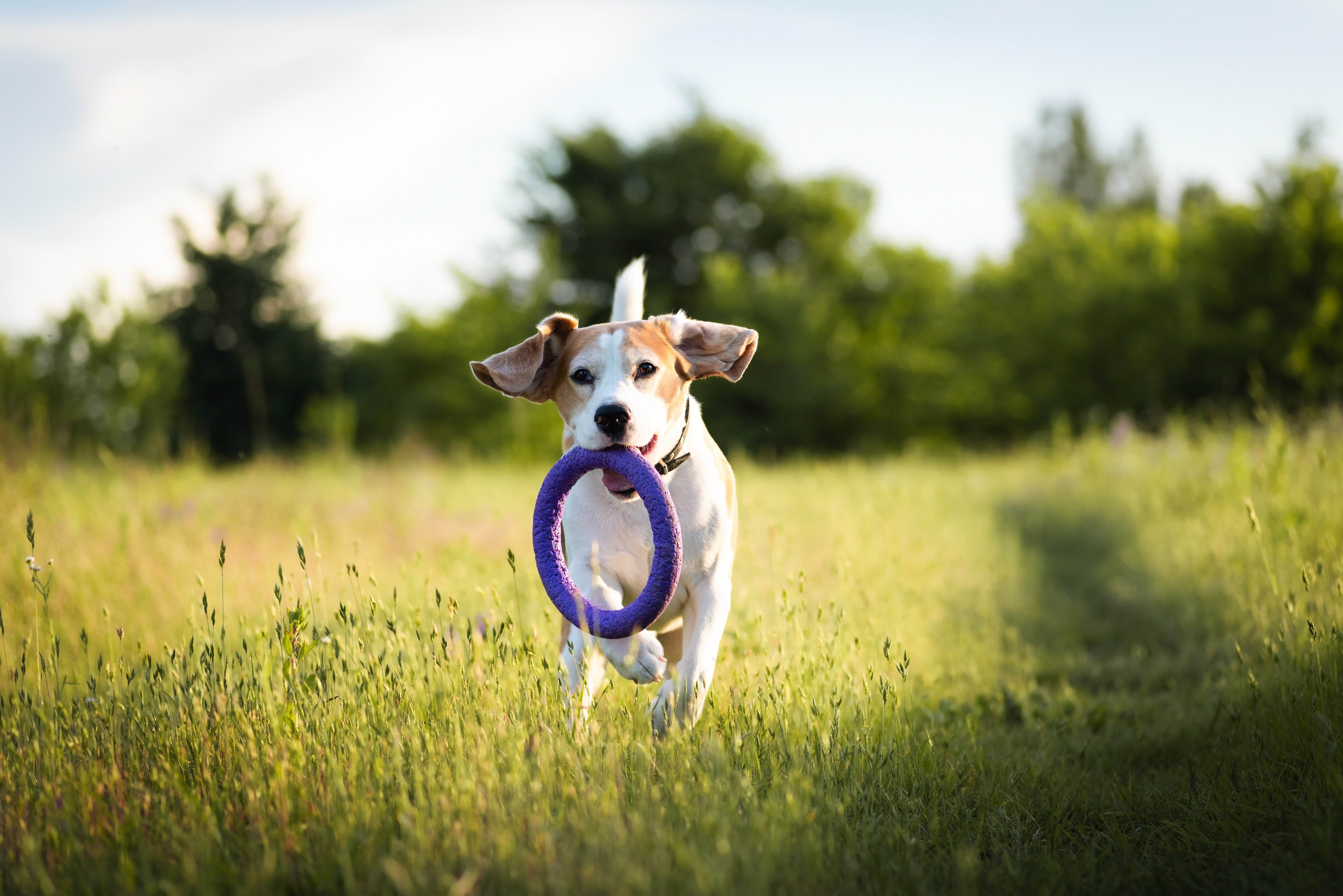 Hund läuft auf einem Feld mit einem Ringspielzeug im Maul