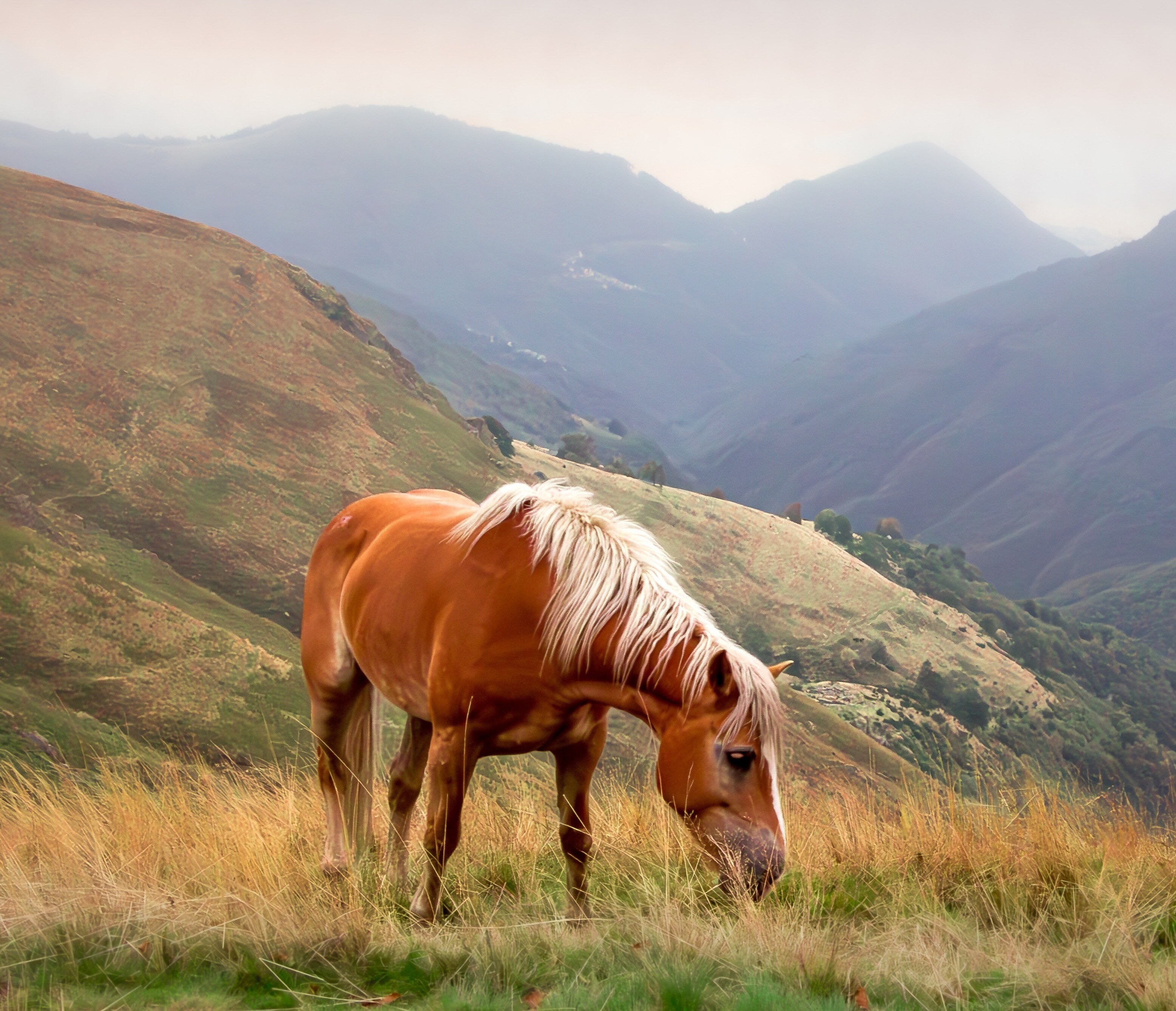 Horse eating