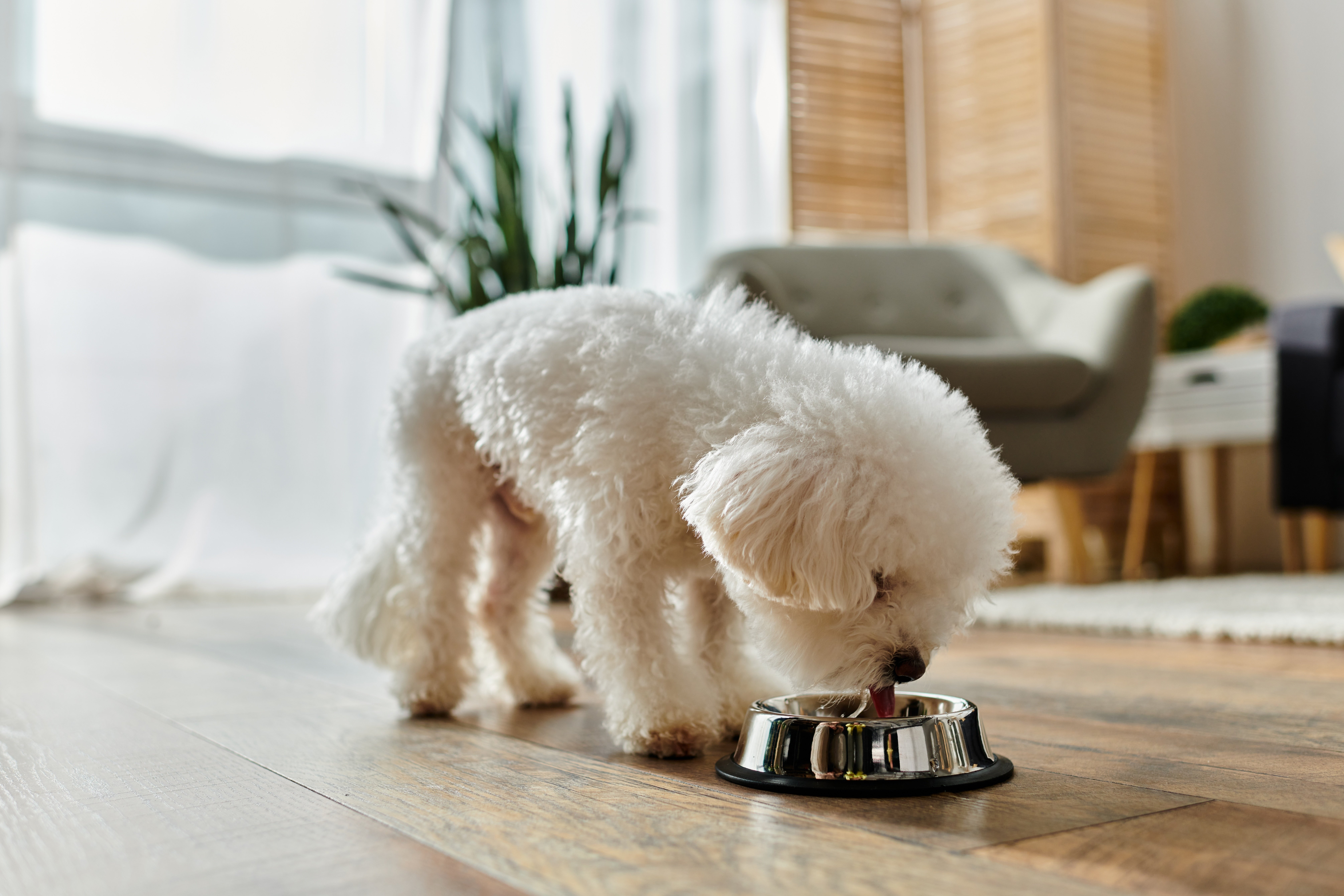 Liten, vit, fluffig hund äter ur en skål av stål.