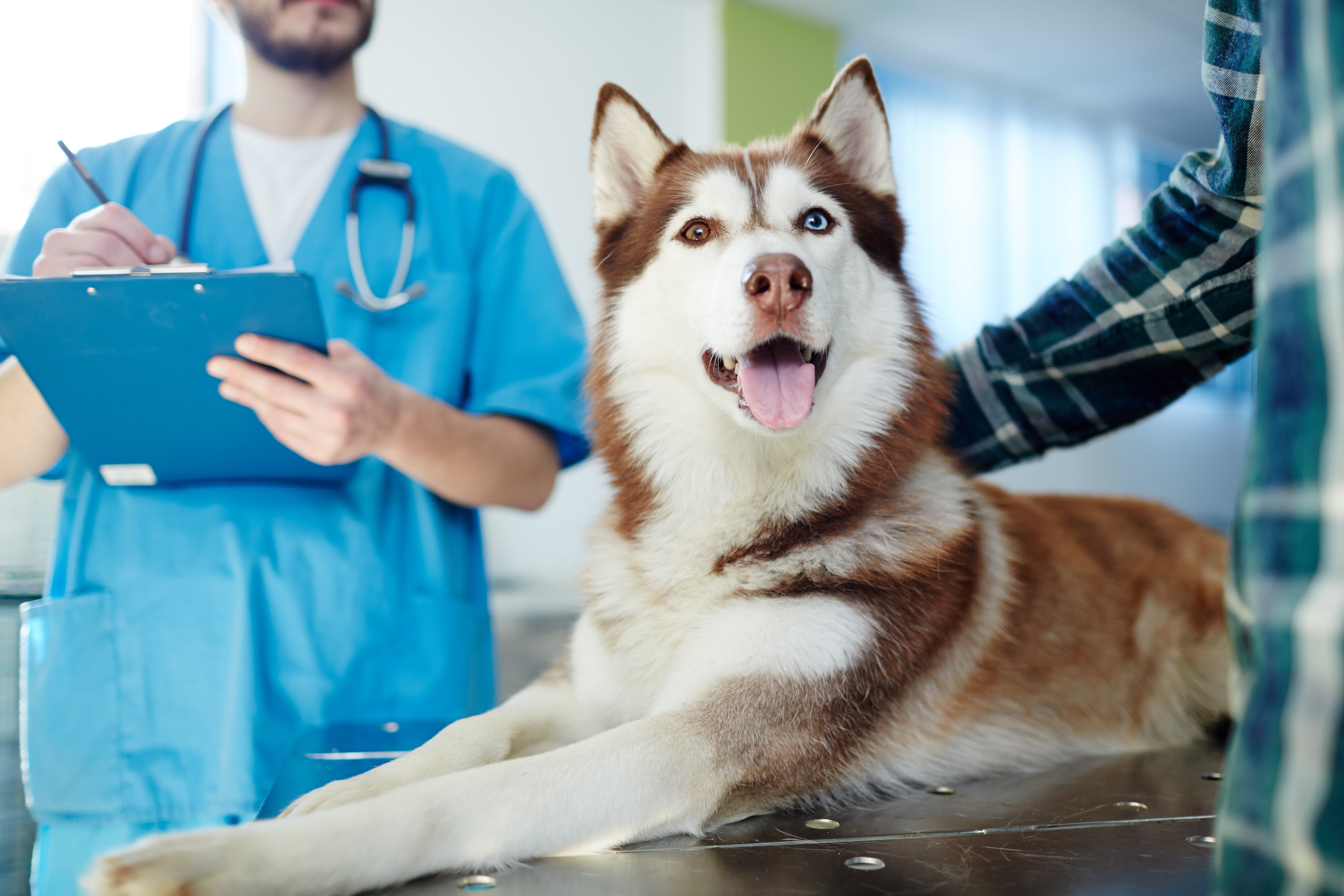 Brown husky at the vet