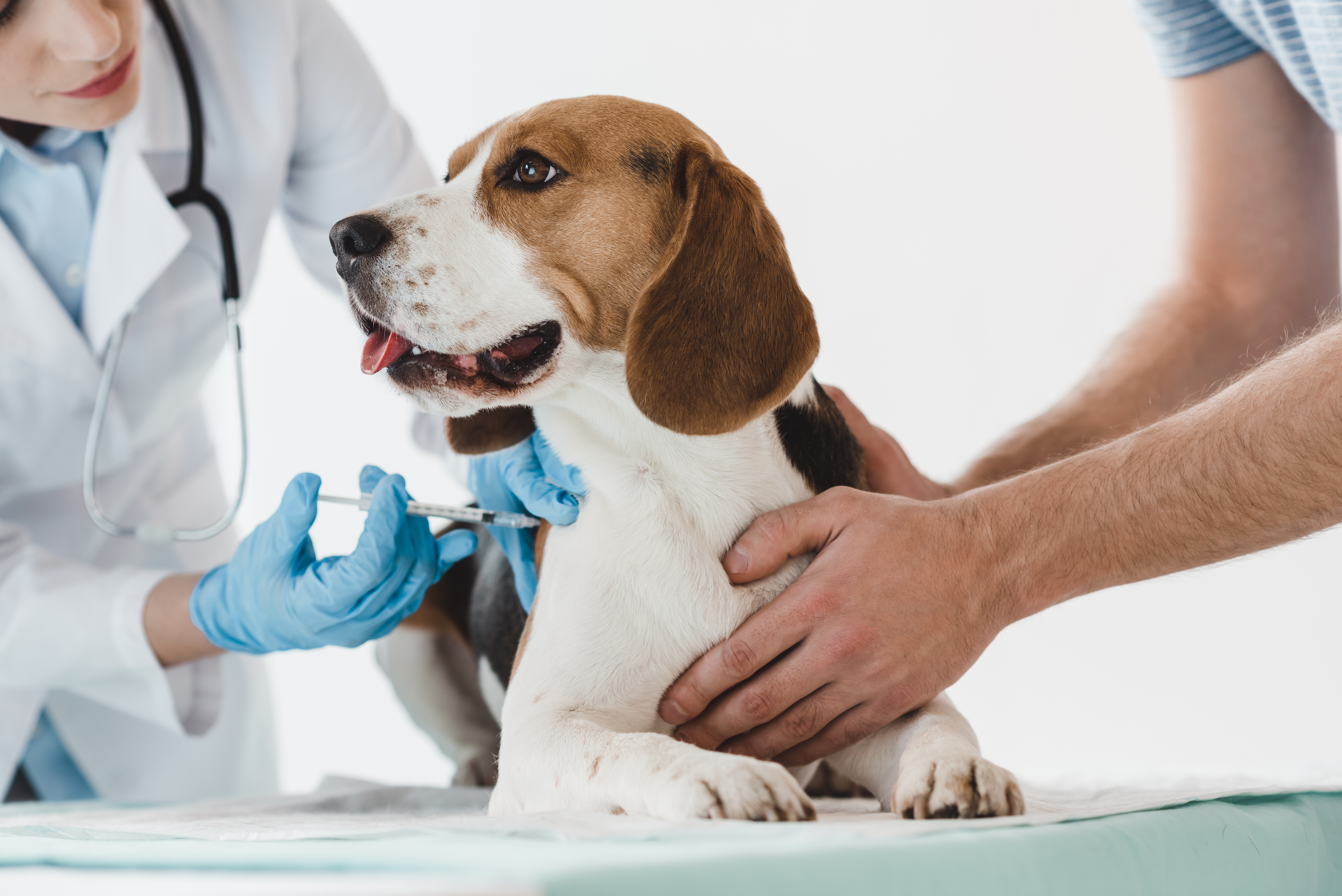 Beagle getting a shot by vet