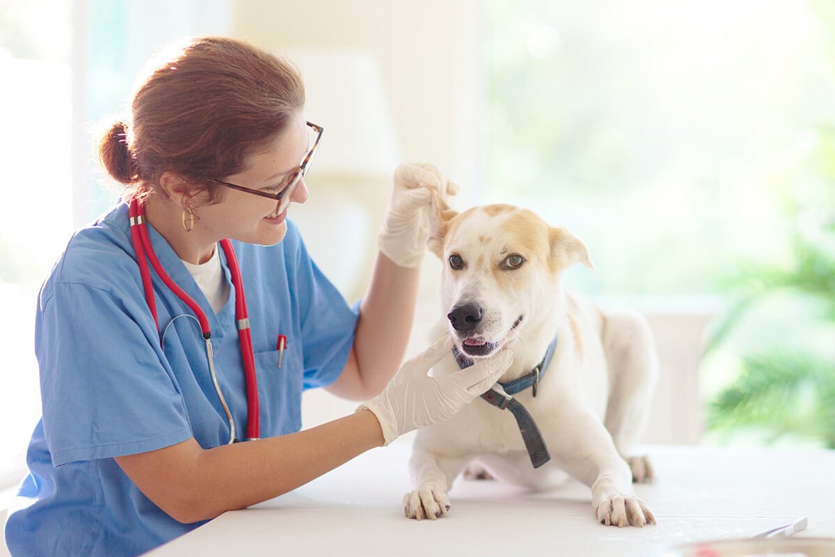 A doctor examining a dog