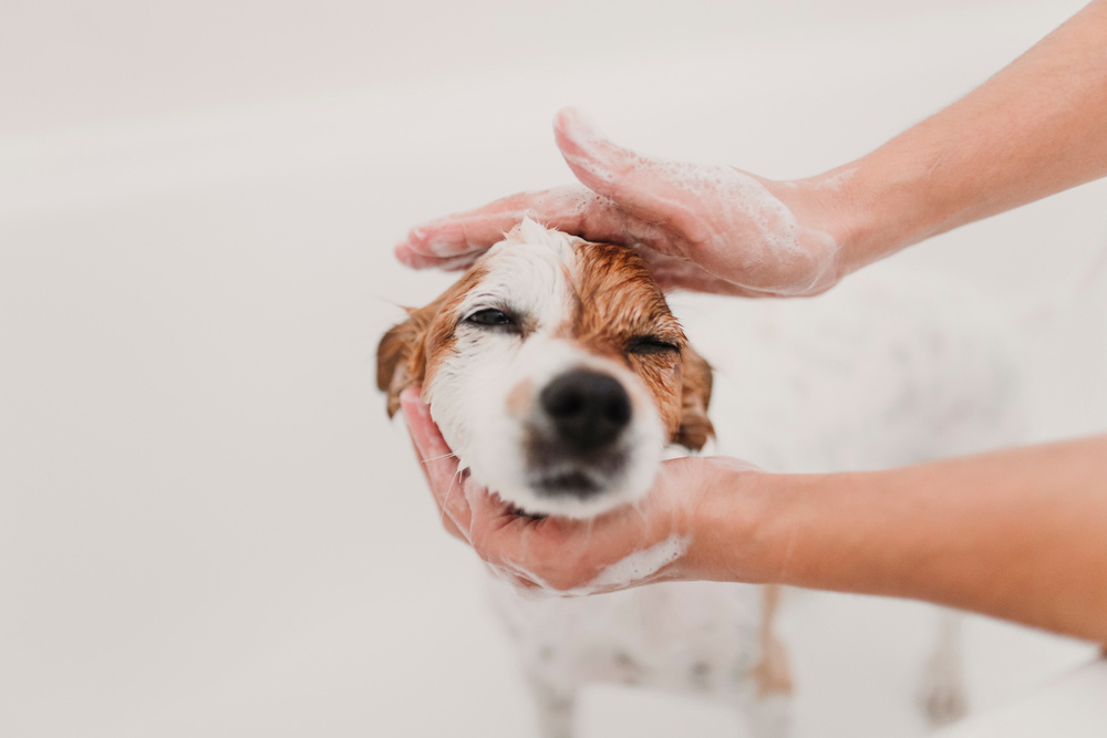 Jack Russel enjoying a bath