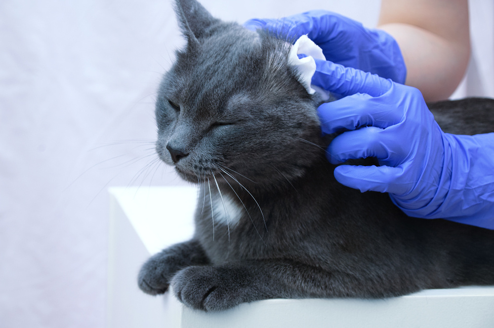 chat gris se faisant essuyer l'oreille