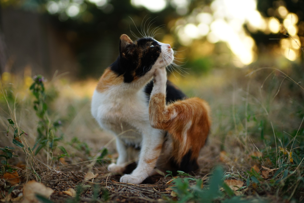Chat se grattant le menton