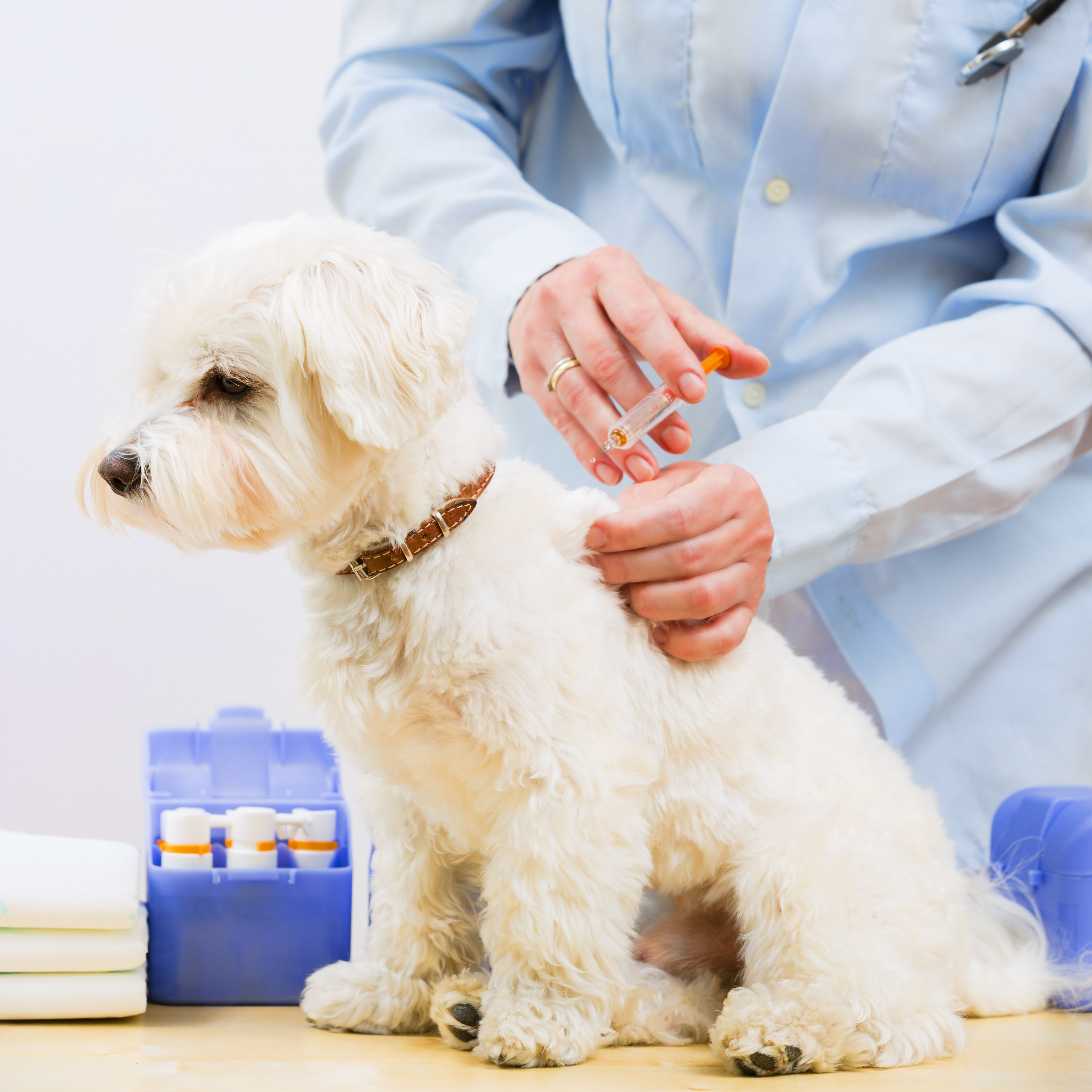 Chien blanc se faisant tirer dessus