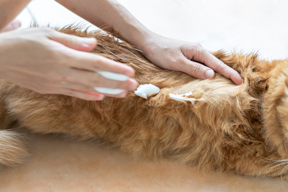 Dog skin being treated with rinse free foam