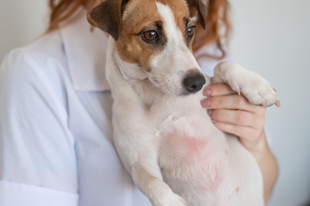 Jack Russel Terrier med rødt bryst