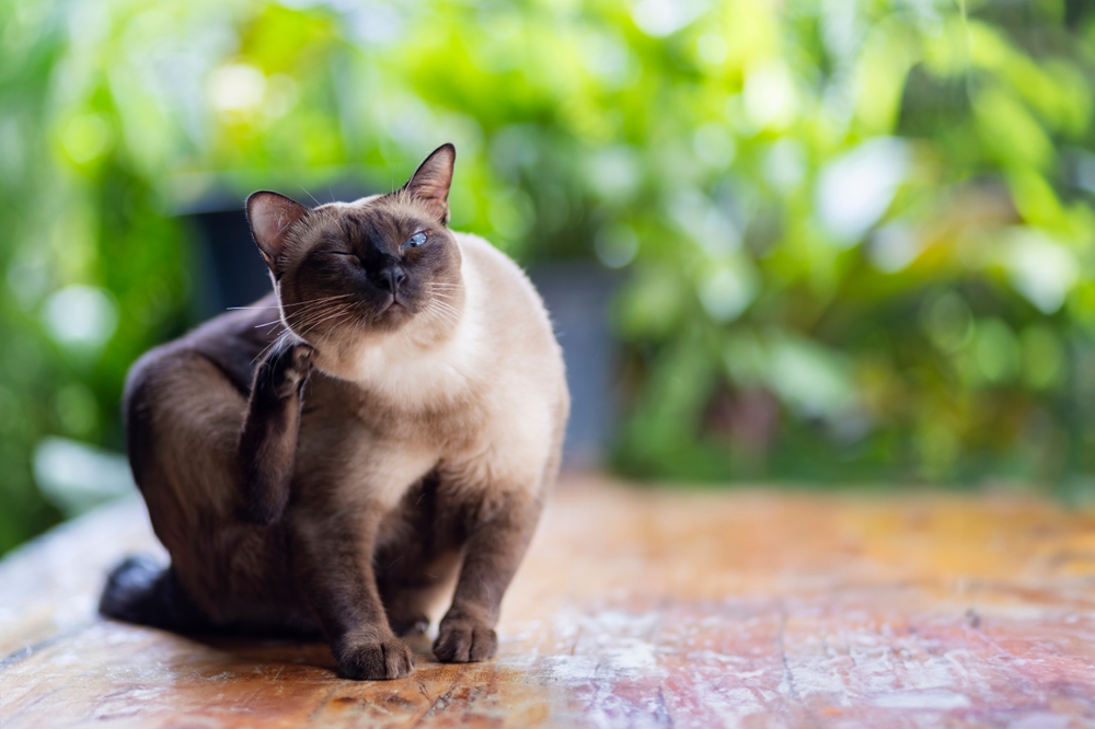 siamese cat scratching its ears 