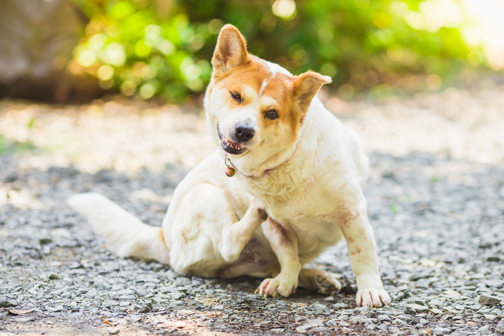 White and orange dog scratching