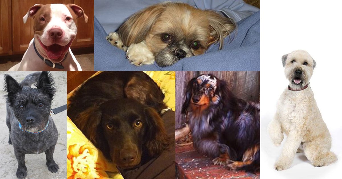 A closer look at Can Large Breed Dogs Be Allergic To Soy