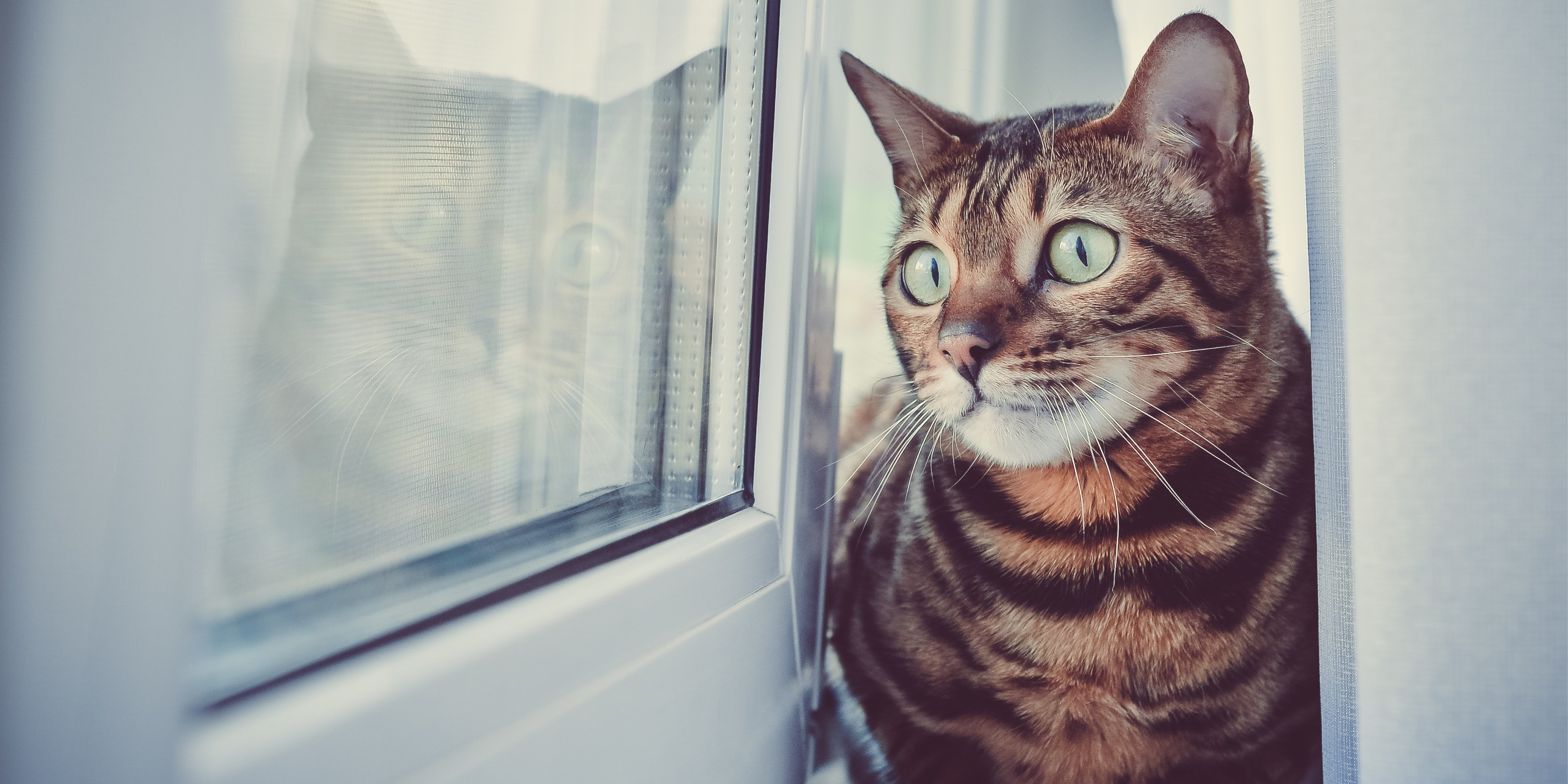 cat-allergies-101-main