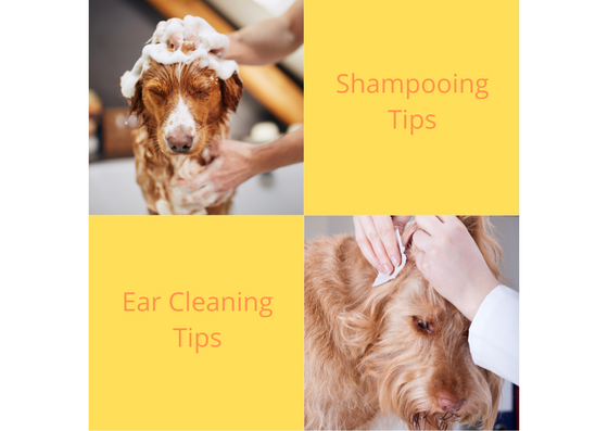 Shampooing Tips Shampooing Tips