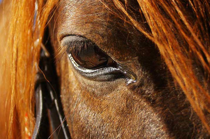 horse eye