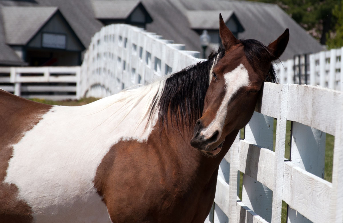 jeukend paard