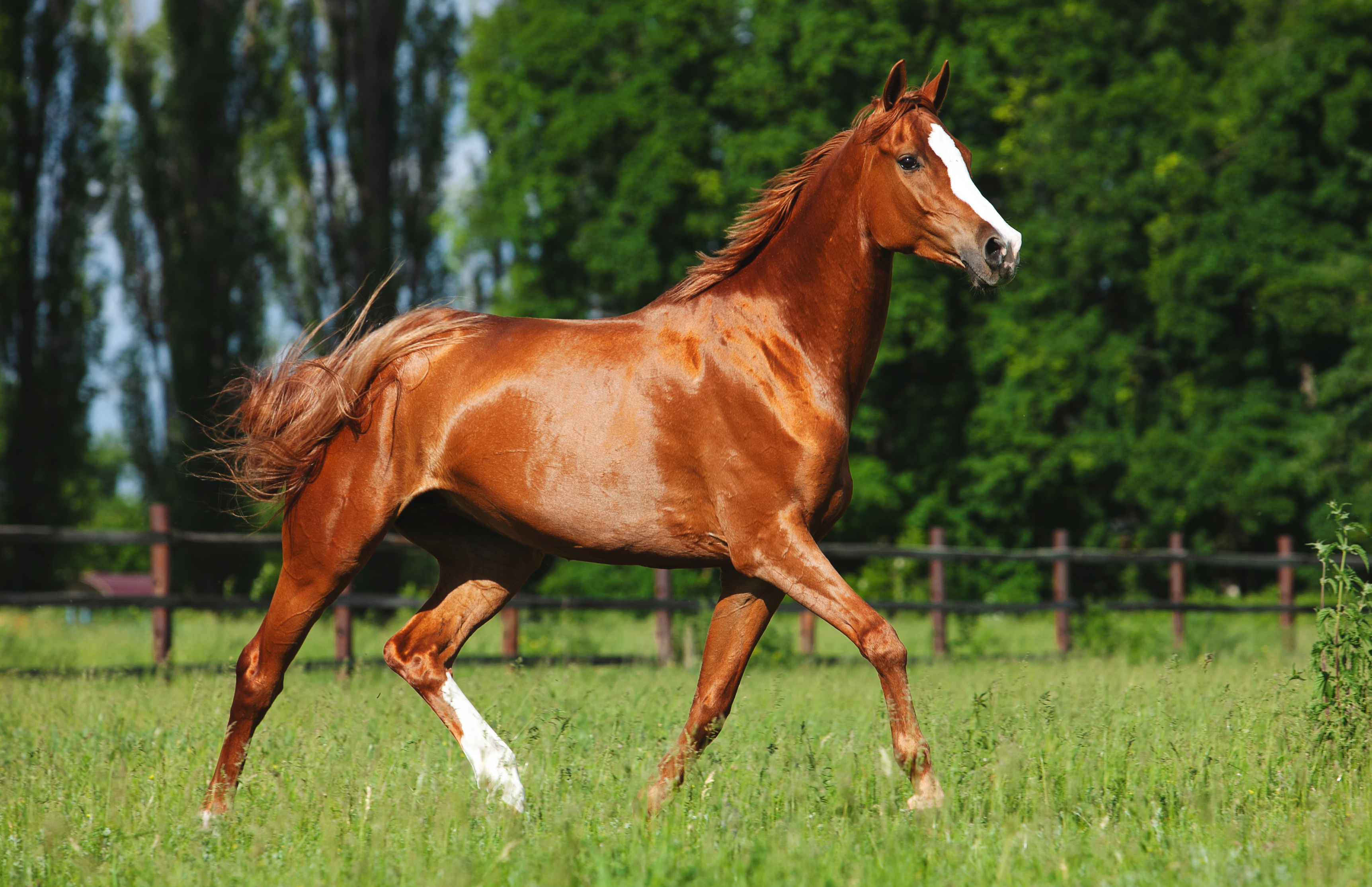 cheval en liberté