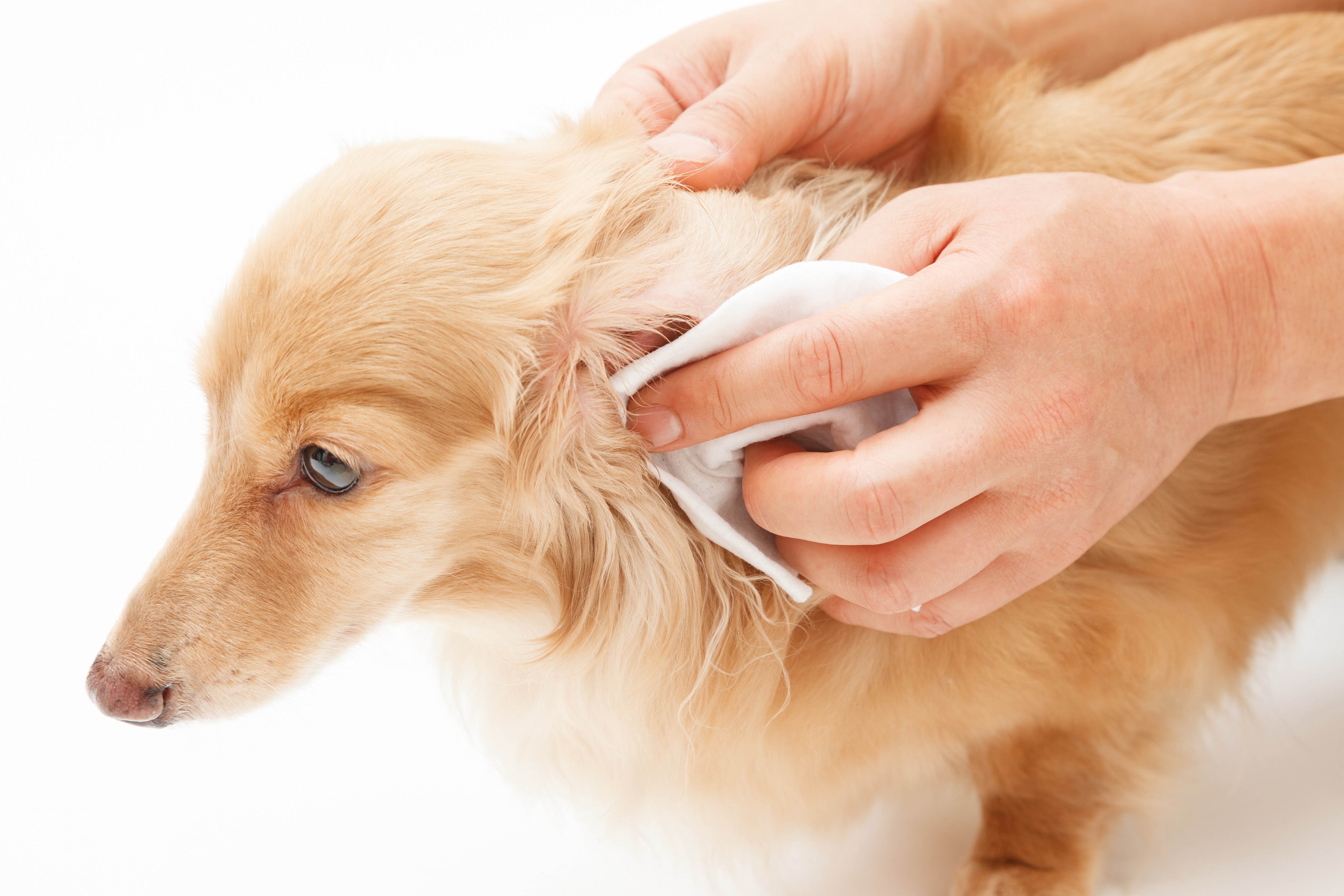 un daschund qui se fait nettoyer les oreilles