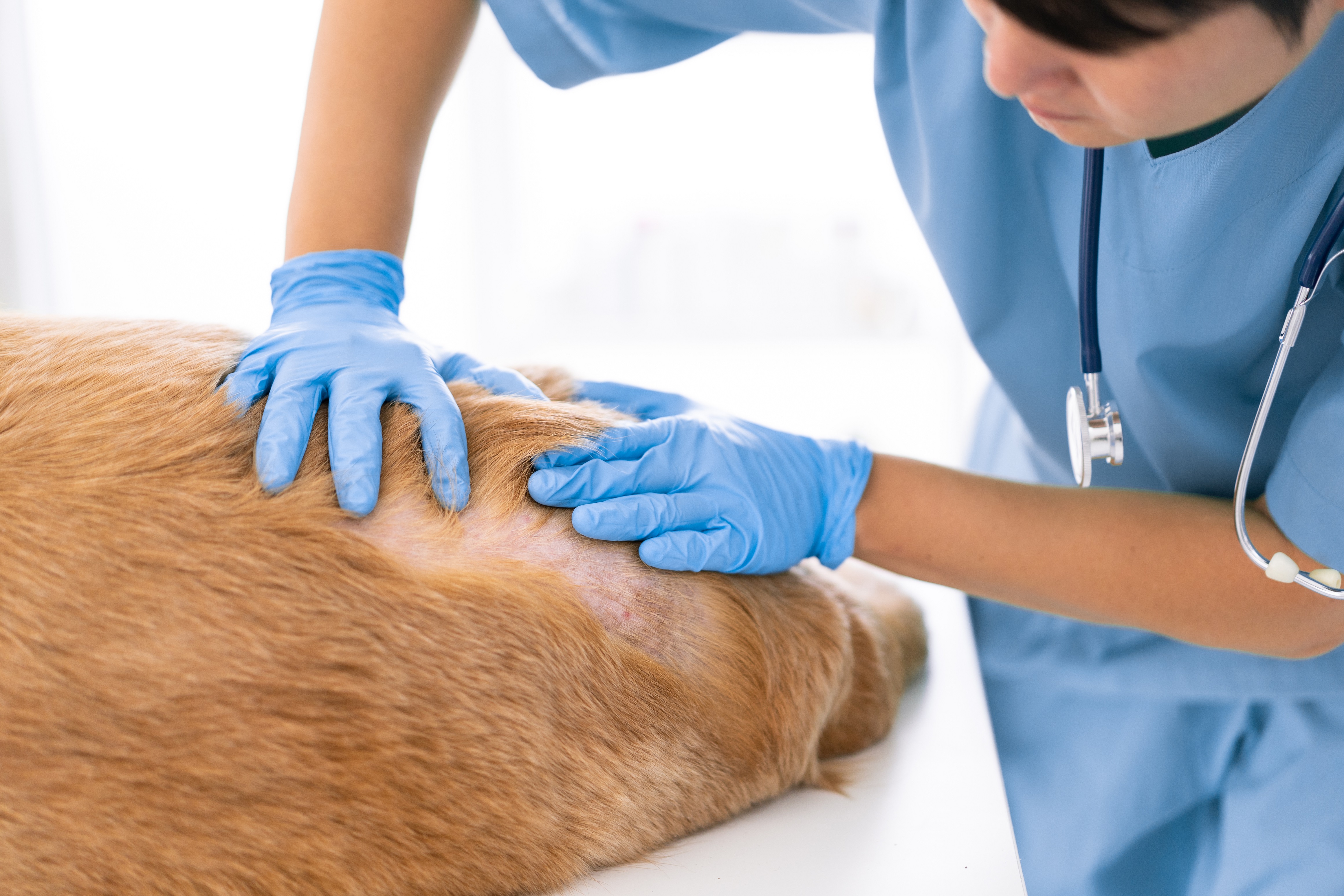 Vétérinaire examinant la peau d'un chien