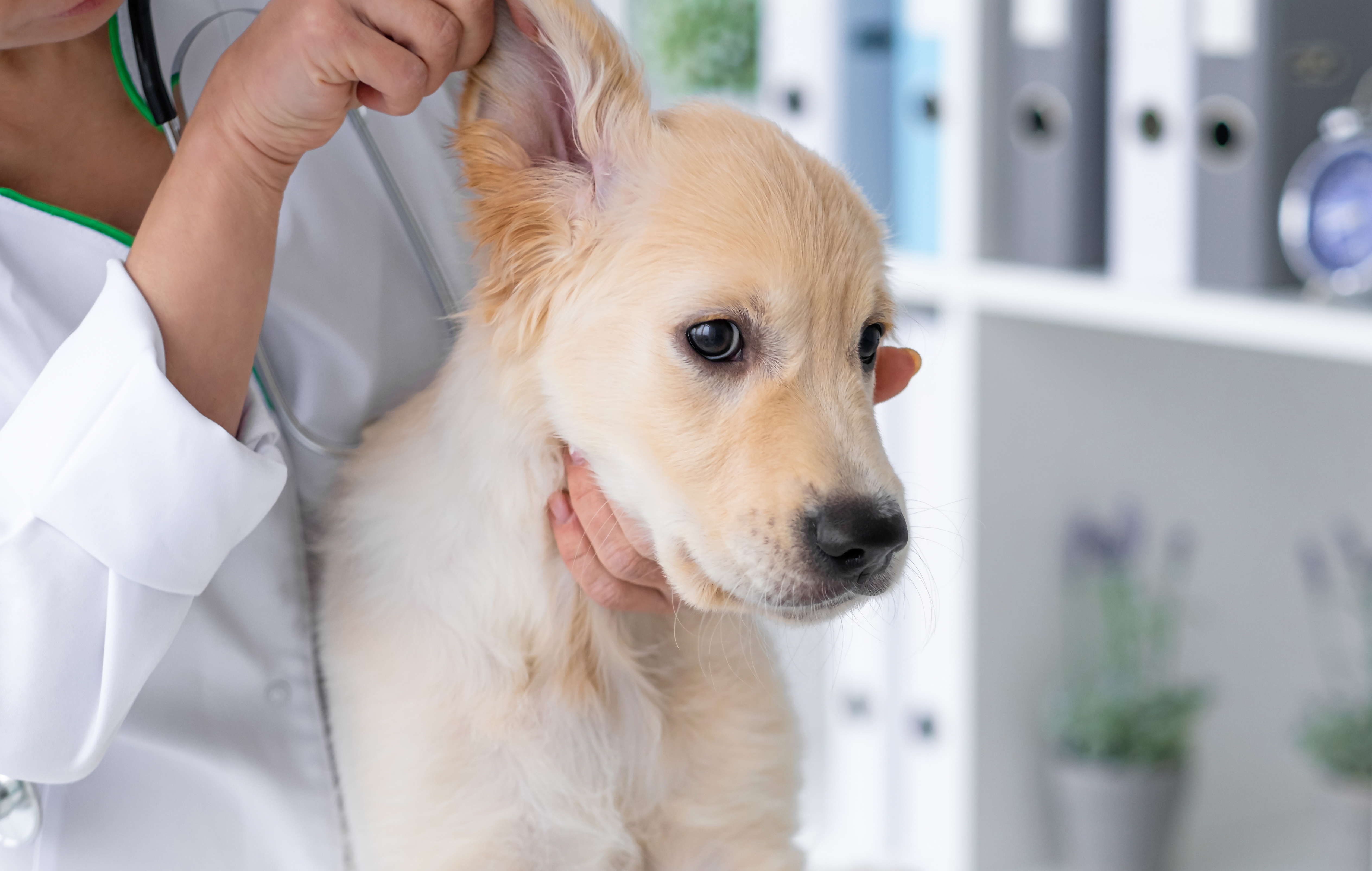 chiot se faisant examiner l'oreille par un vétérinaire
