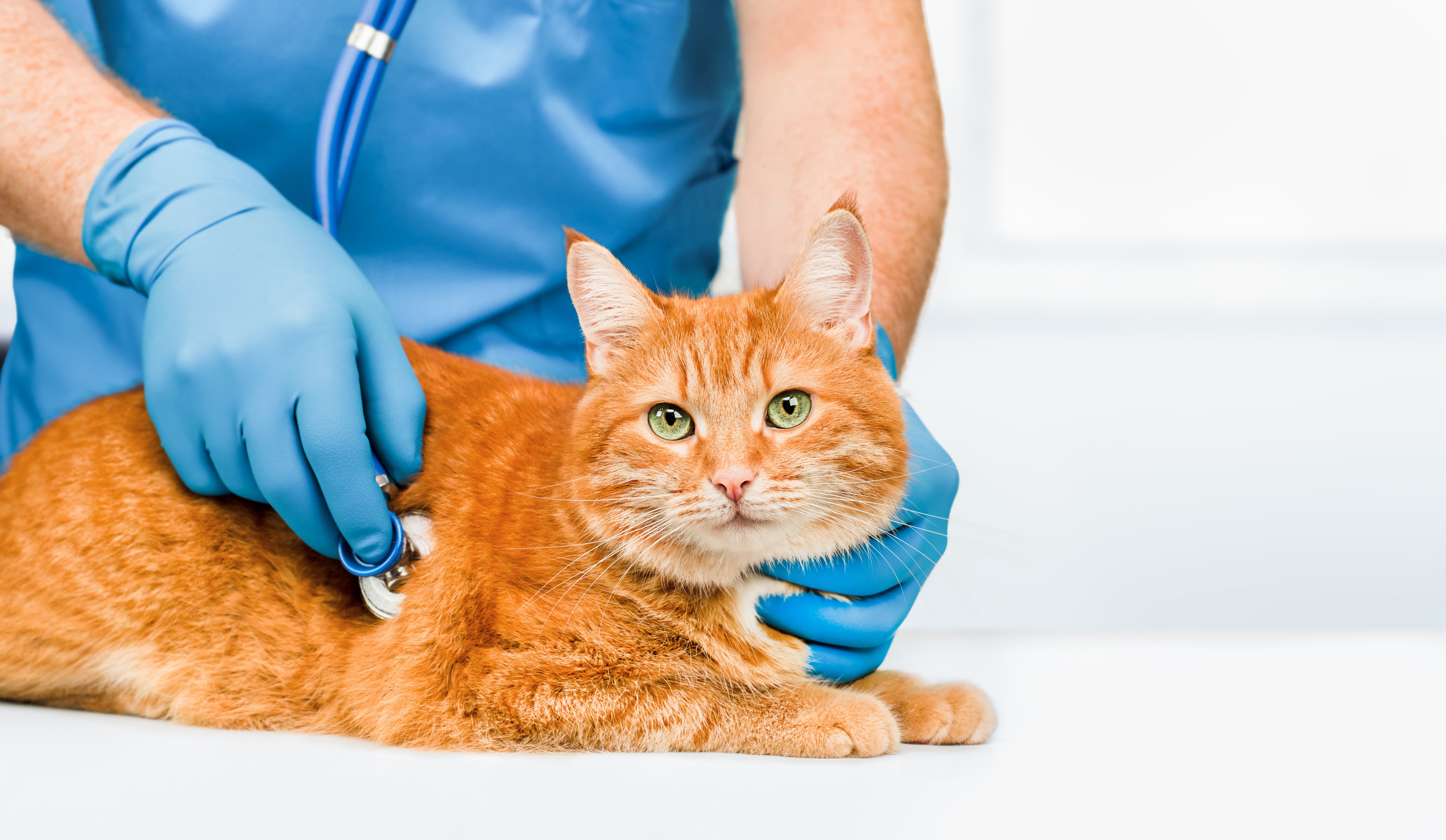 En læge udforsker en kat