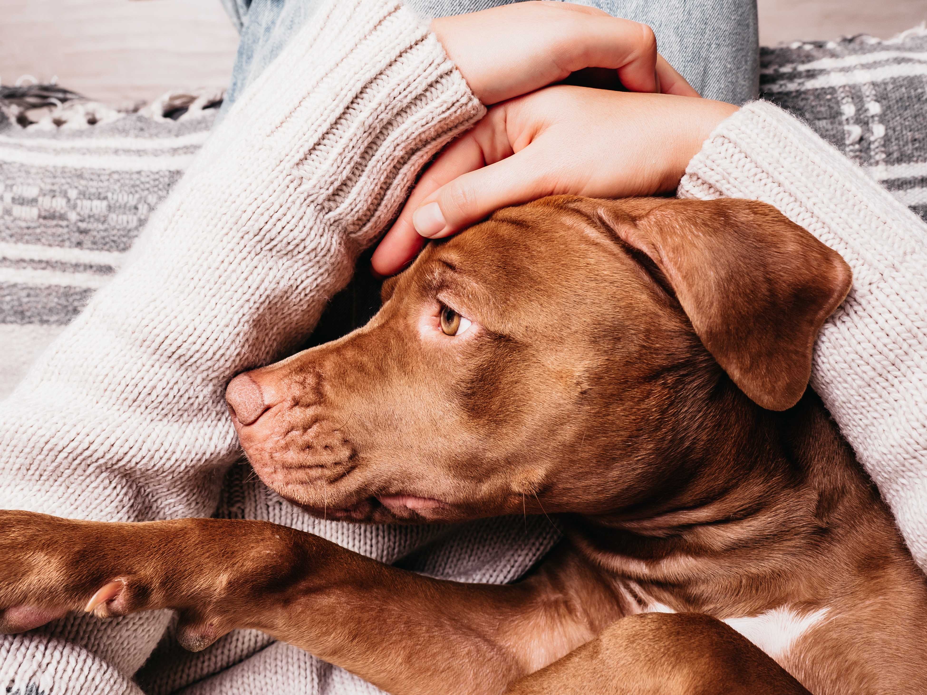 brun hund som ligger på fanget til eieren
