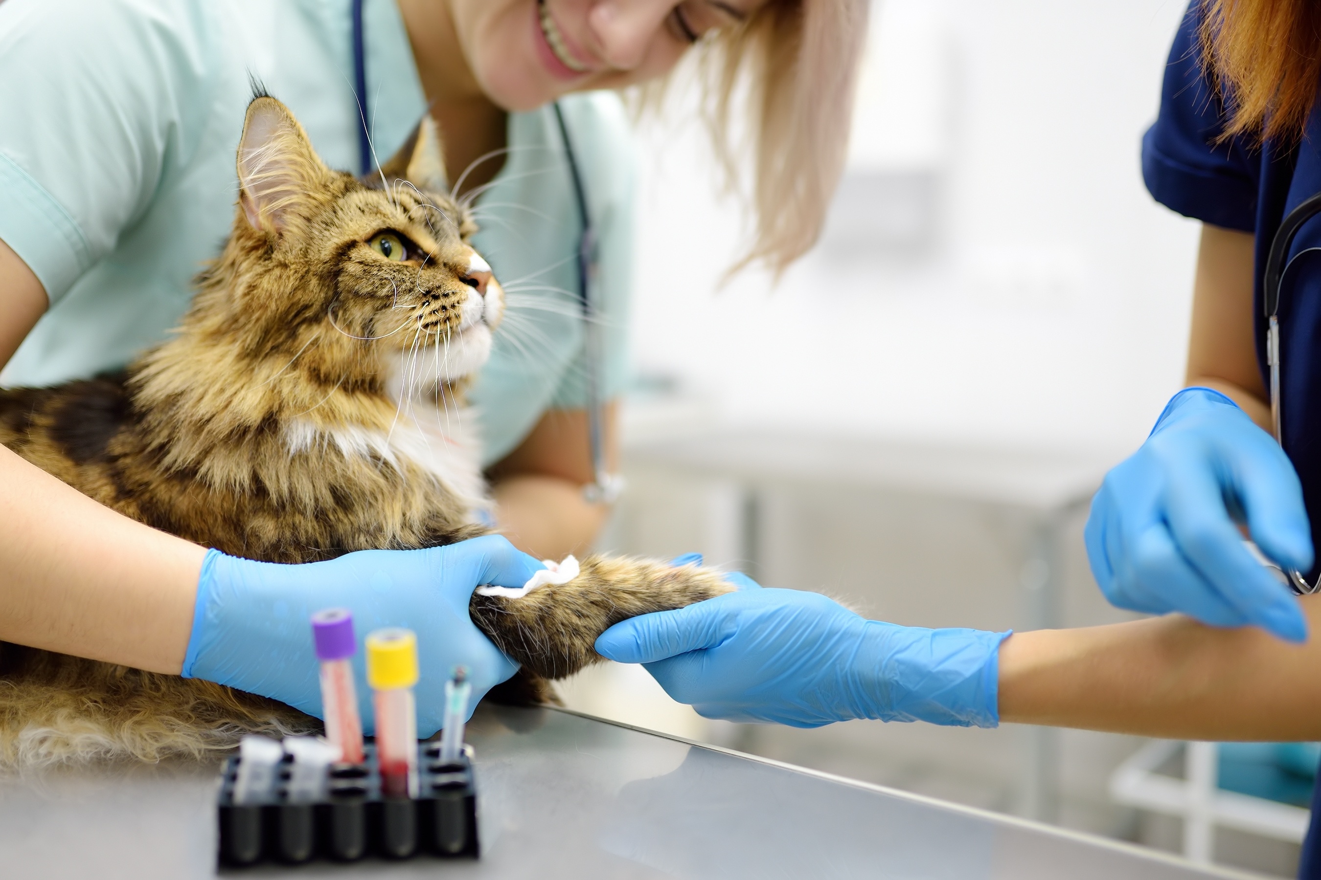 blodprov för katt