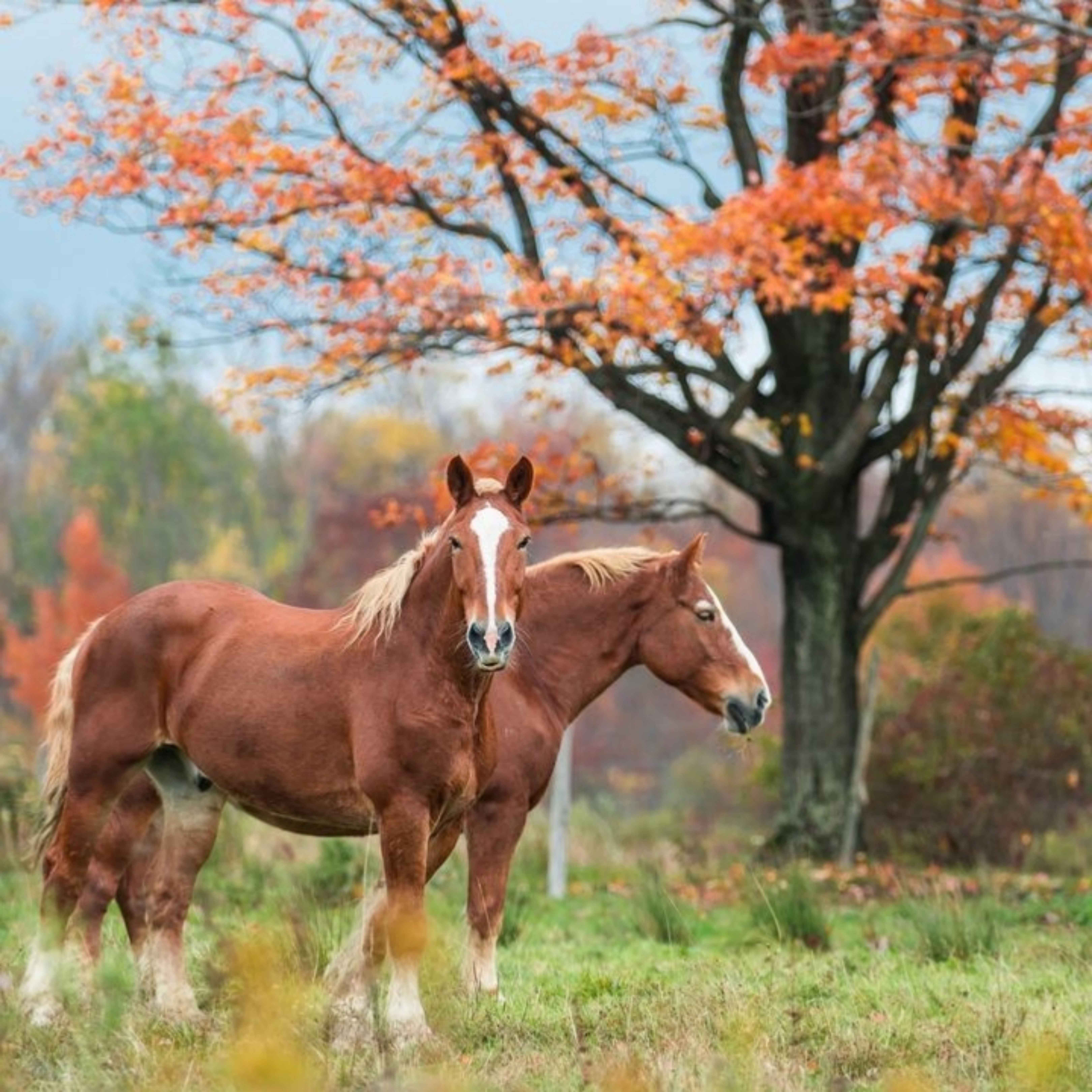 Insect Bite horses in the meadow