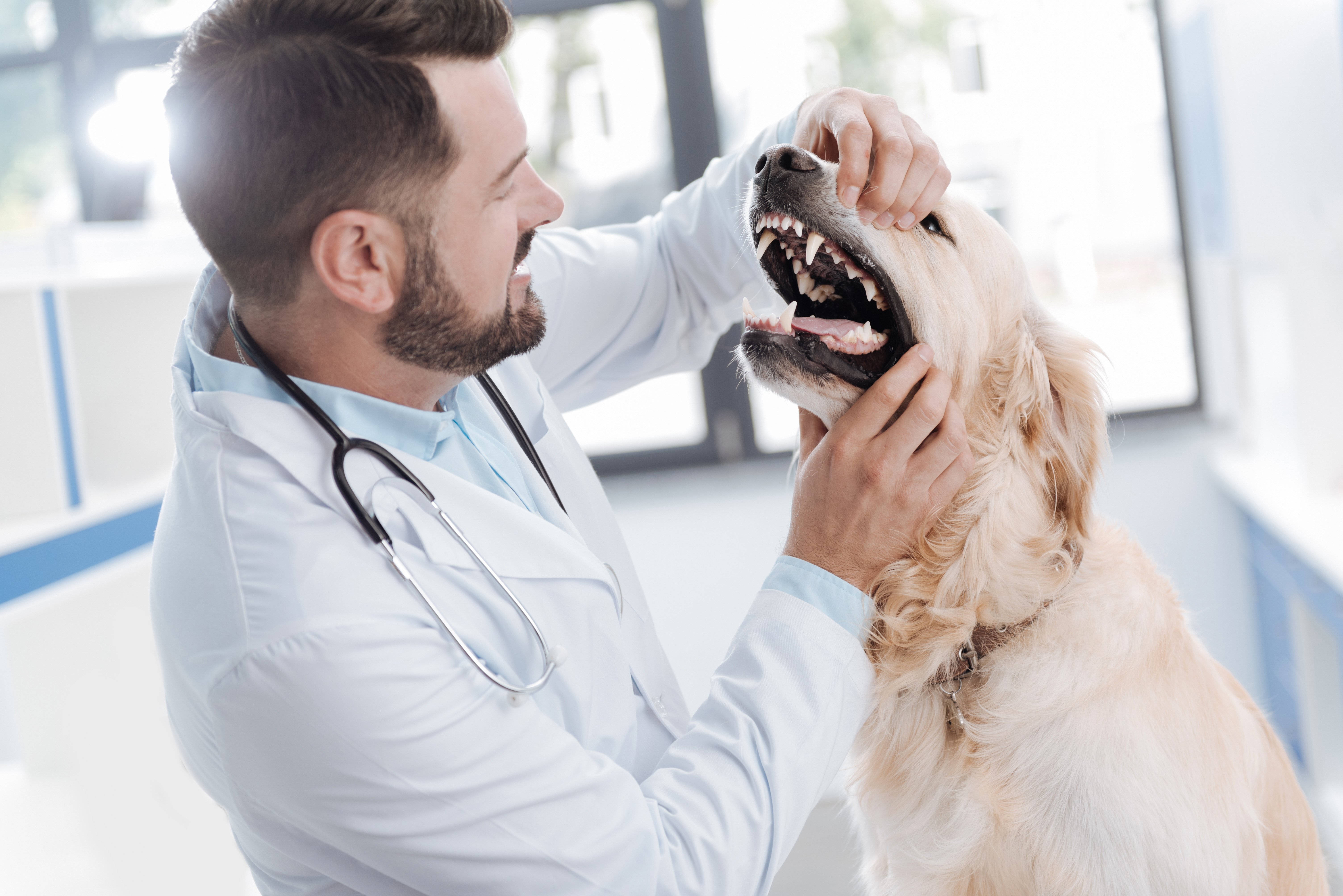 Veterinær sjekker hundens tenner
