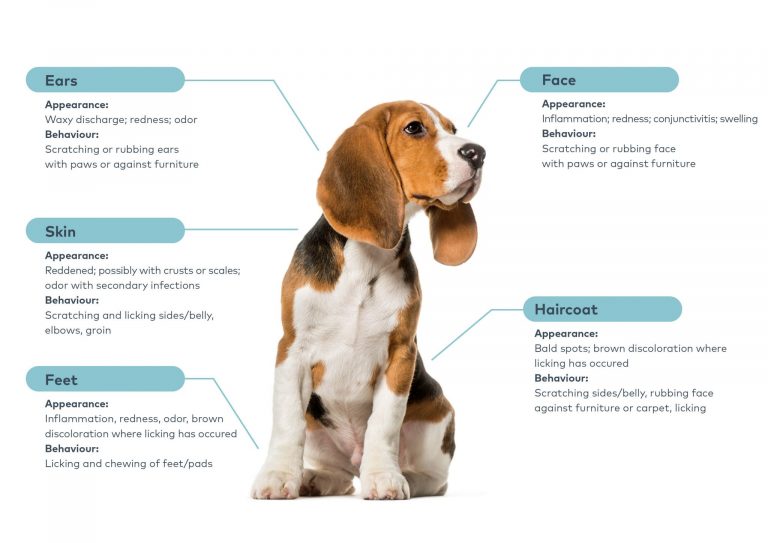 Pet parent: How to recognise allergy symptoms - Nextmune