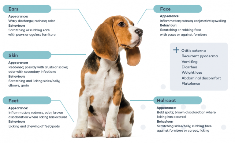 what-are-the-symptoms-of-a-food-allergy-in-dogs