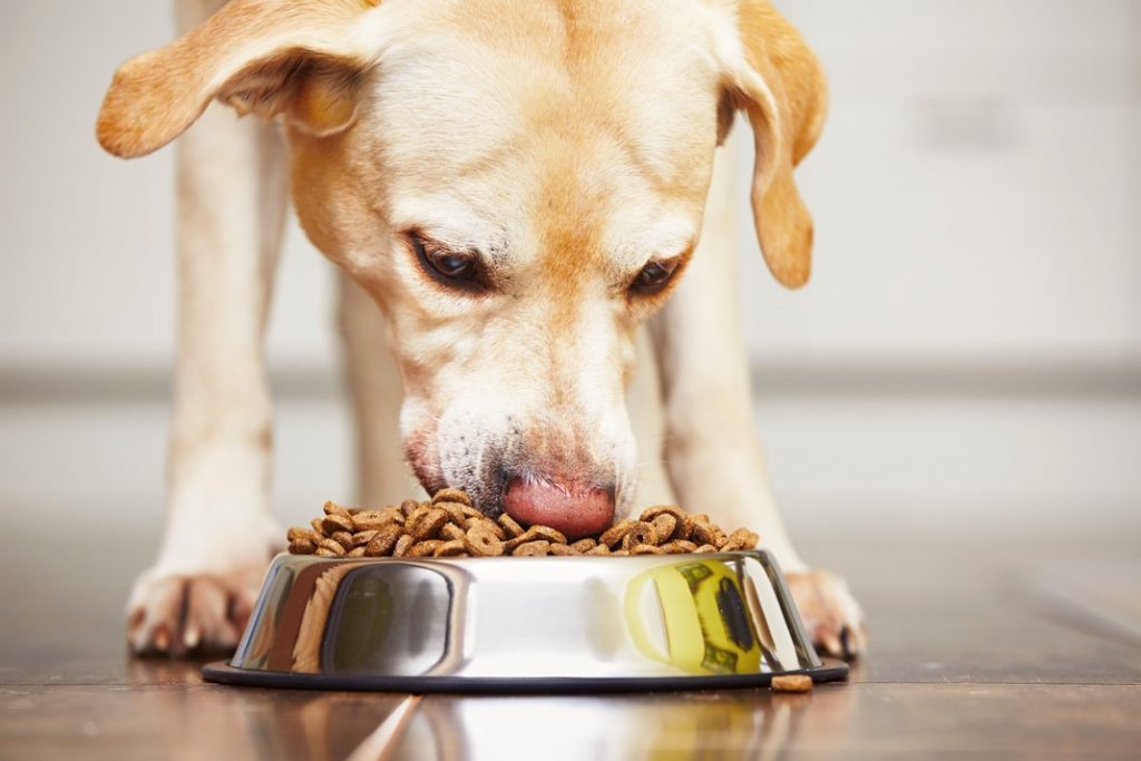 Elimination diets For pets with food sensetivities Nextmune