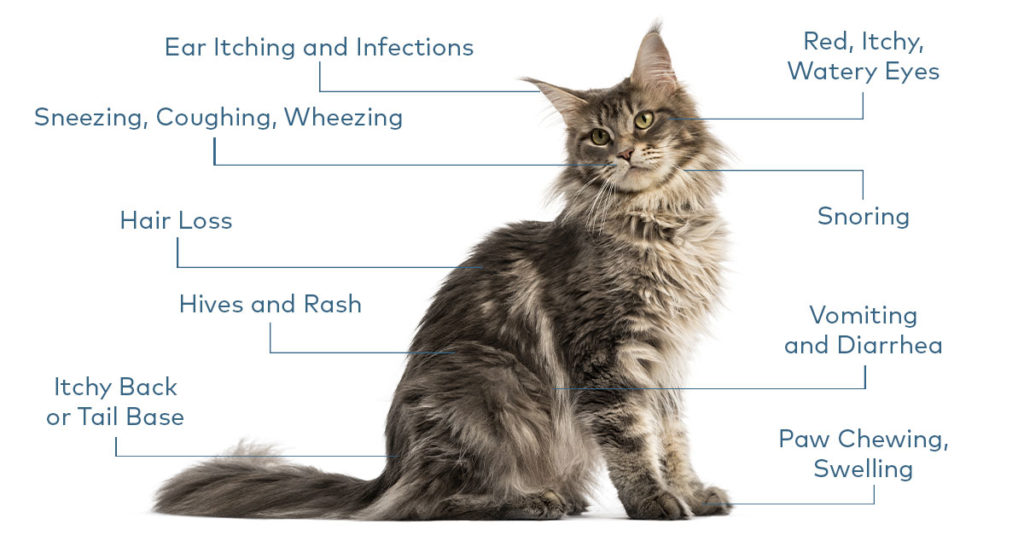 Pet parent: How to recognise allergy symptoms - Nextmune