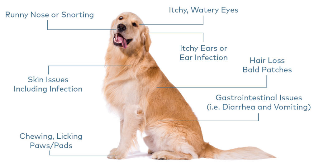 Pet parent: How to recognise allergy symptoms - Nextmune