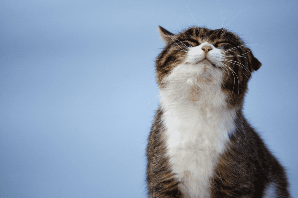 vakuum Bestil konto Allergi hos kat: Symptomer, diagnosticering og behandling - Nextmune