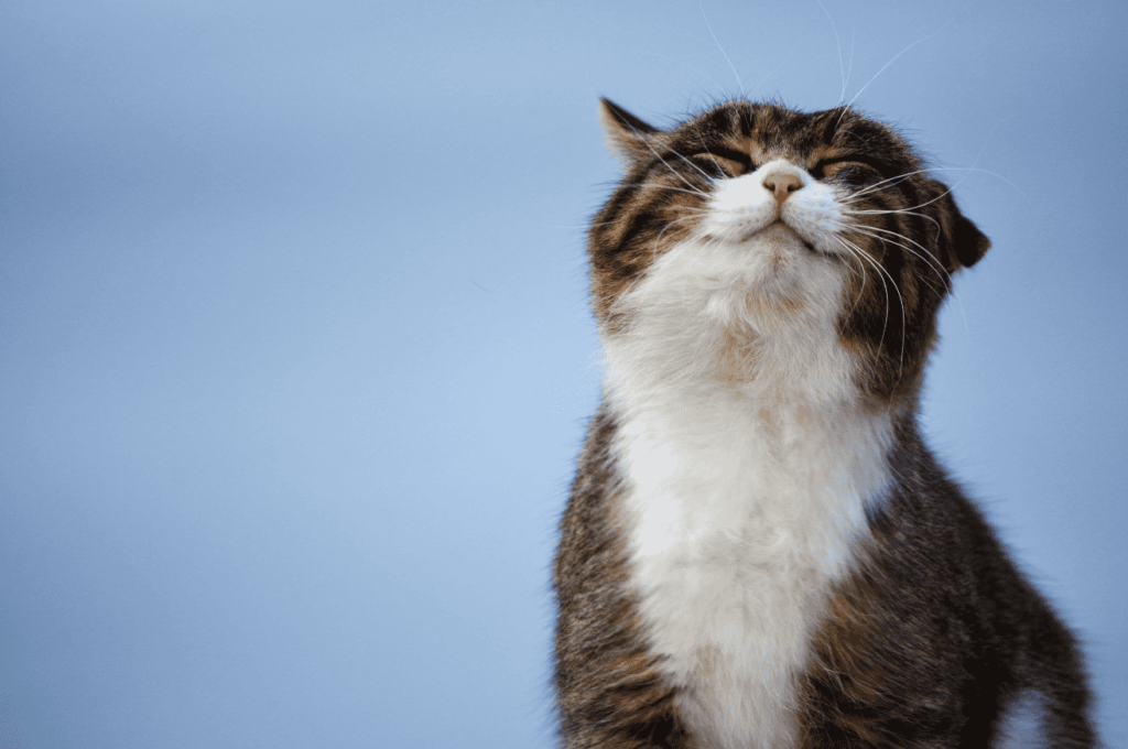 Allergies Chez Le Chat Symptomes Diagnostic Et Traitement Nextmune