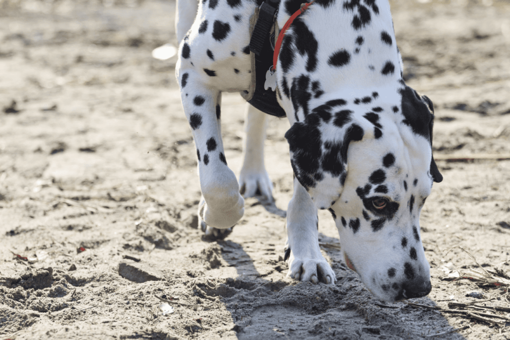 apotek bringe handlingen leder Allergi hos hund: Symptomer, diagnostisering og behandling - Nextmune