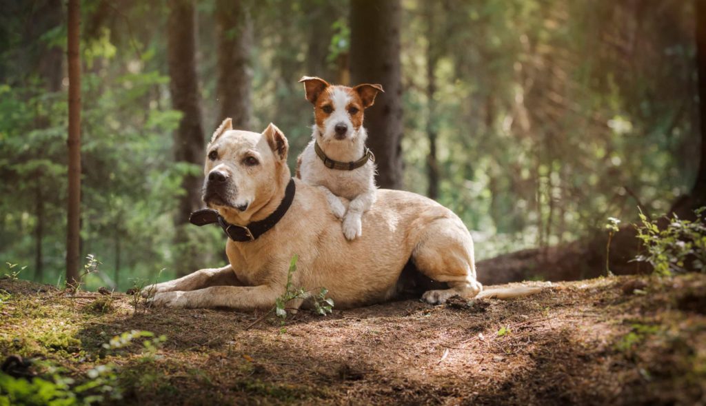 can you do an allergy test on a dog