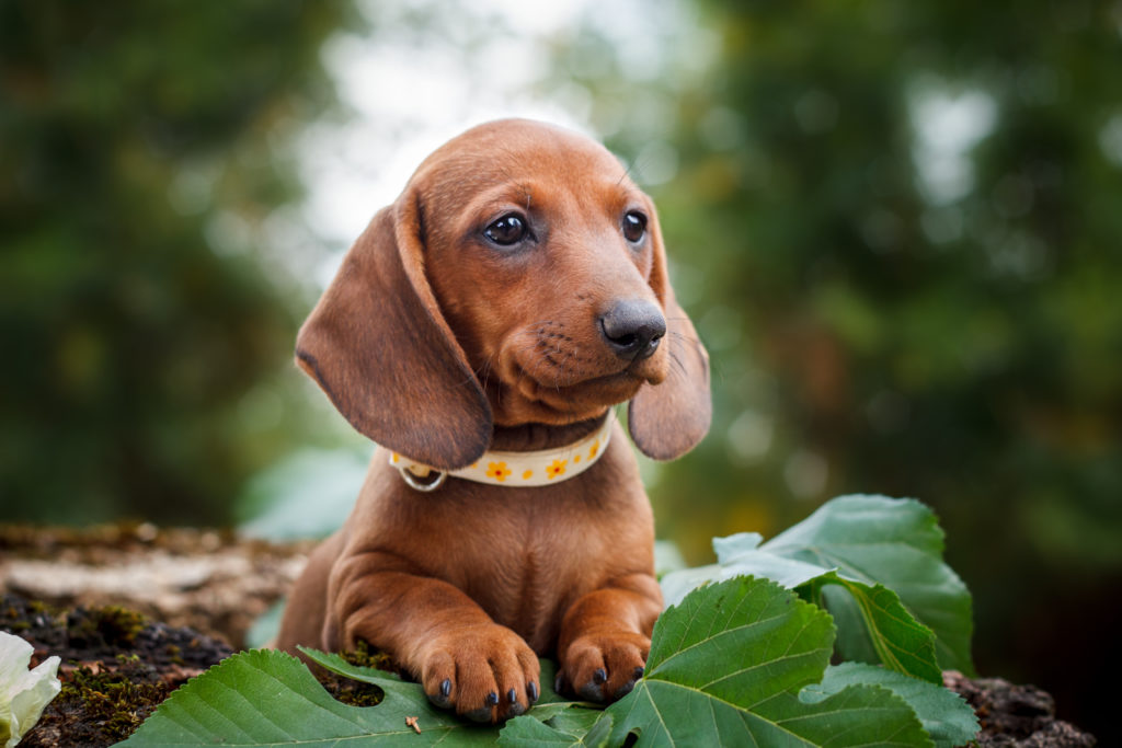 Dachshund sales food allergies